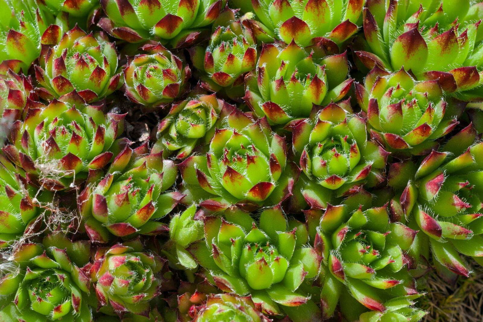 Nikon D300S sample photo. Cactus, green, plant photography