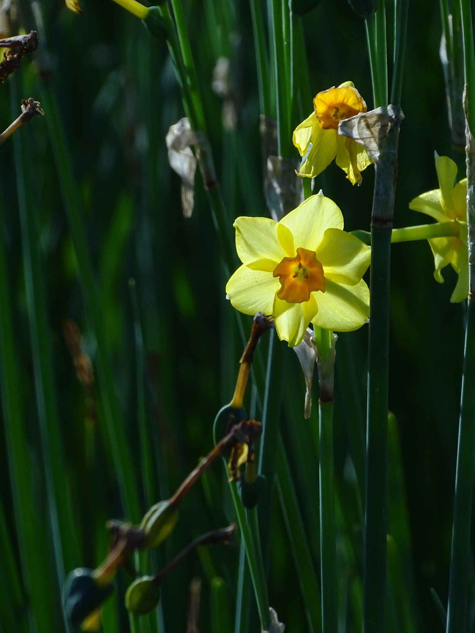 Sony Cyber-shot DSC-HX400V sample photo. Flower, daffodil, petals photography
