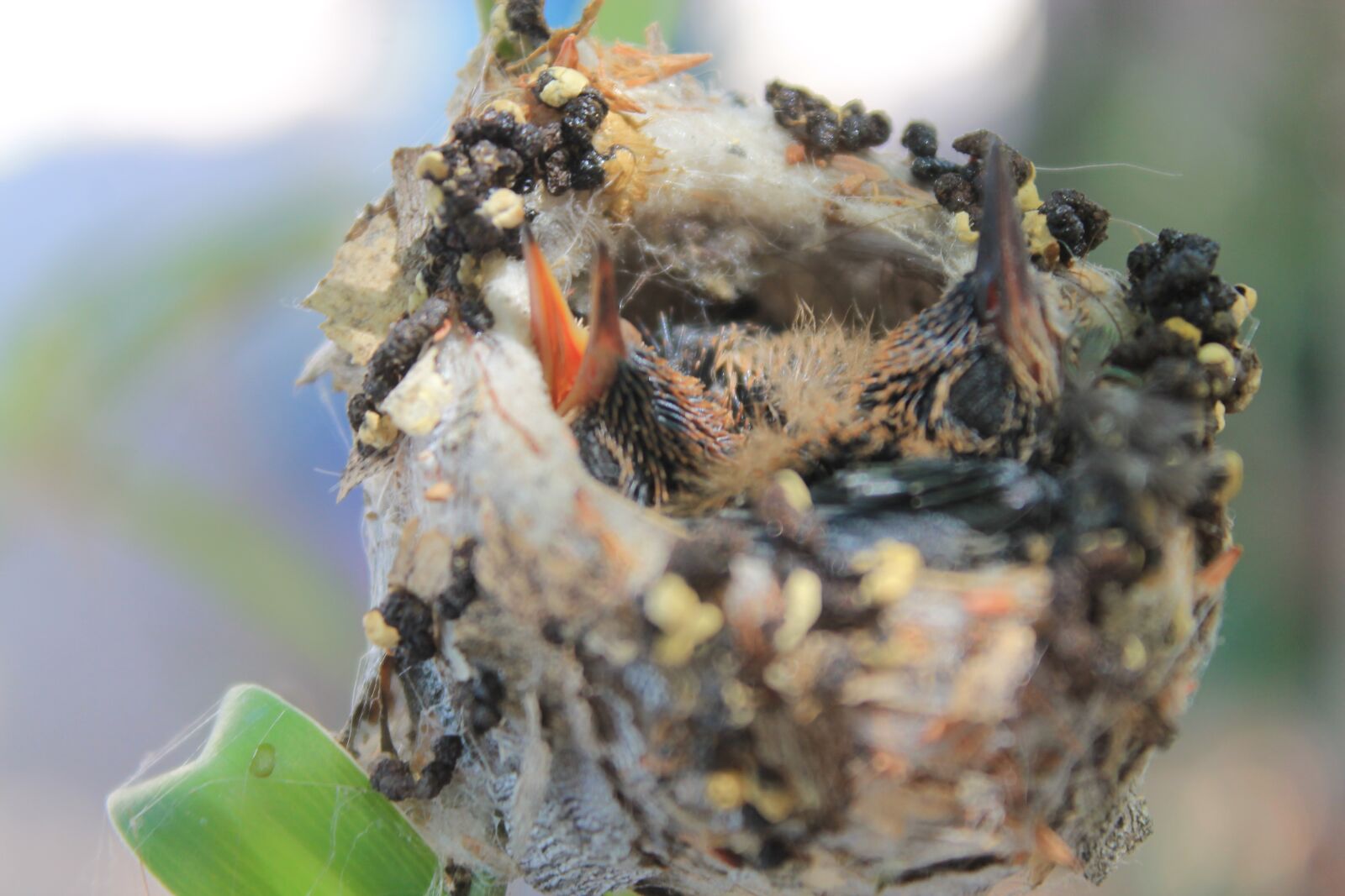 Canon EOS 1100D (EOS Rebel T3 / EOS Kiss X50) sample photo. Hummingbird, chick, bird photography