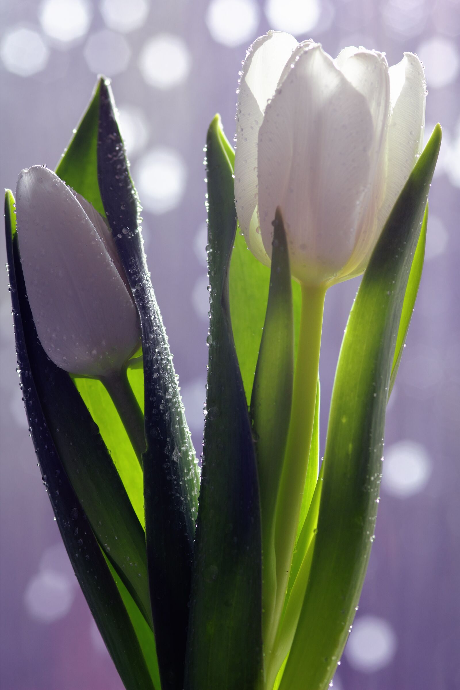 Canon EOS 550D (EOS Rebel T2i / EOS Kiss X4) sample photo. Botany, dew, dewdrop, drop photography