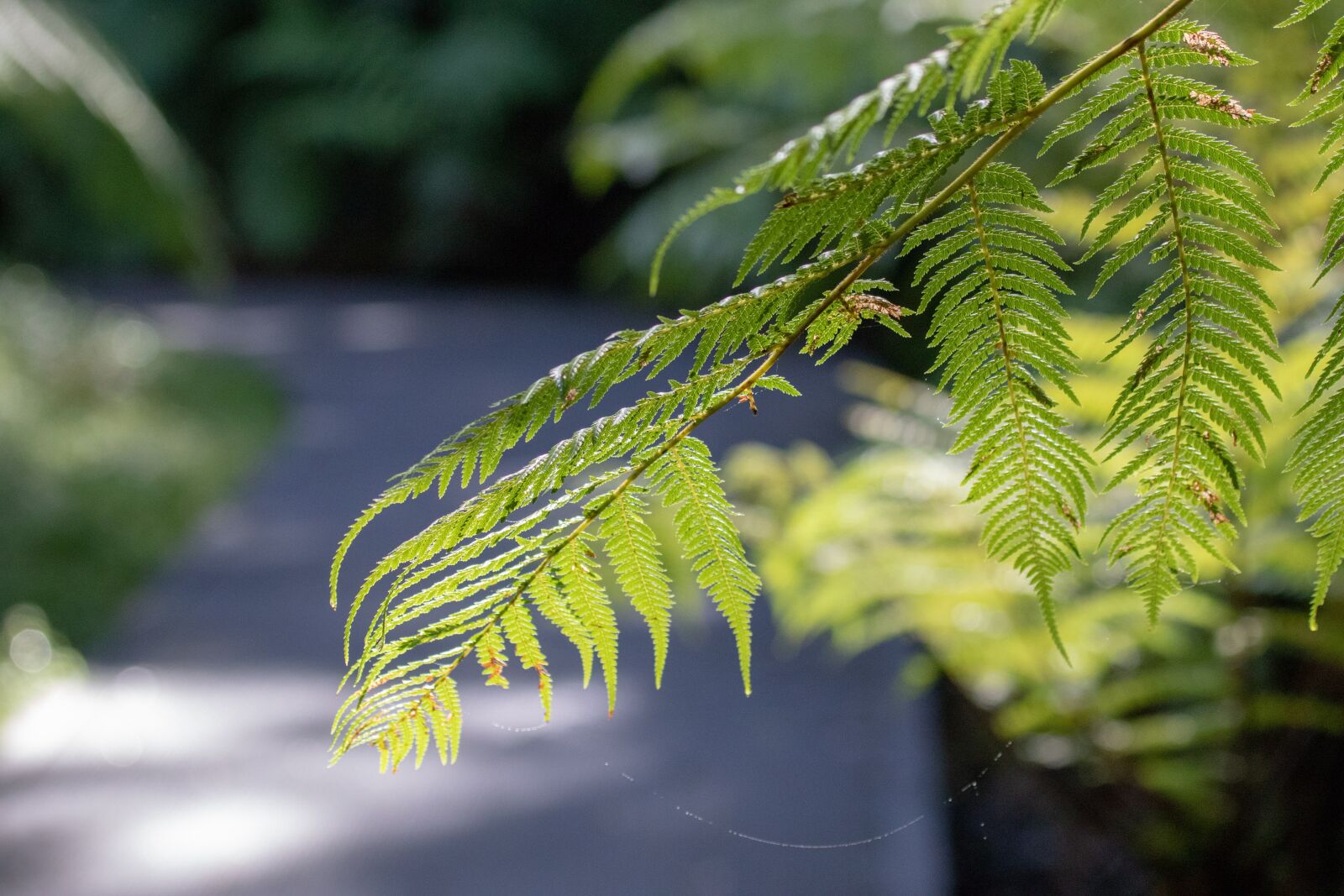 Canon EF 100-400mm F4.5-5.6L IS USM sample photo. Leaf, nature, flora photography