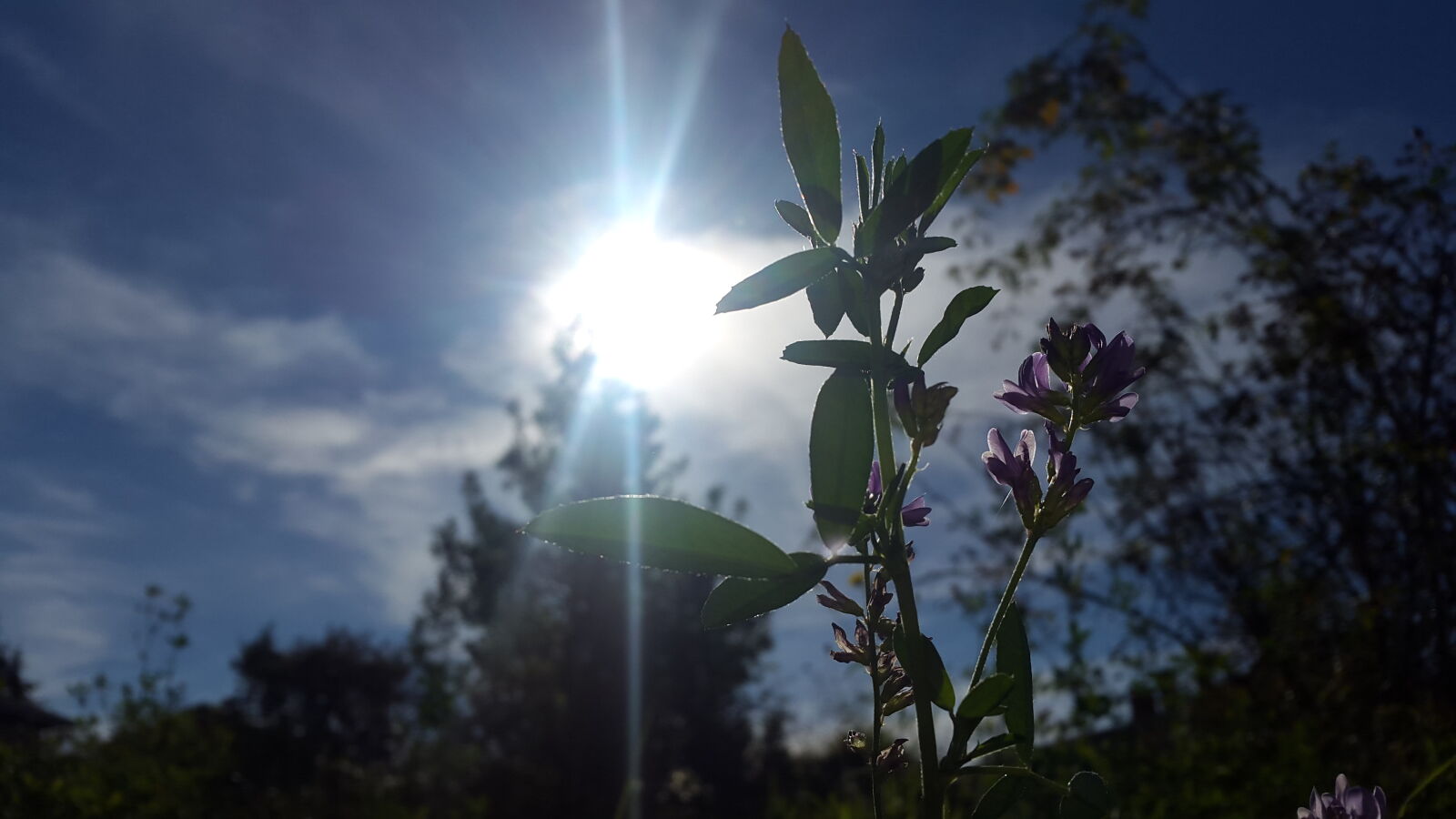 Samsung Galaxy Alpha sample photo. Morning, purple, flower, sun photography