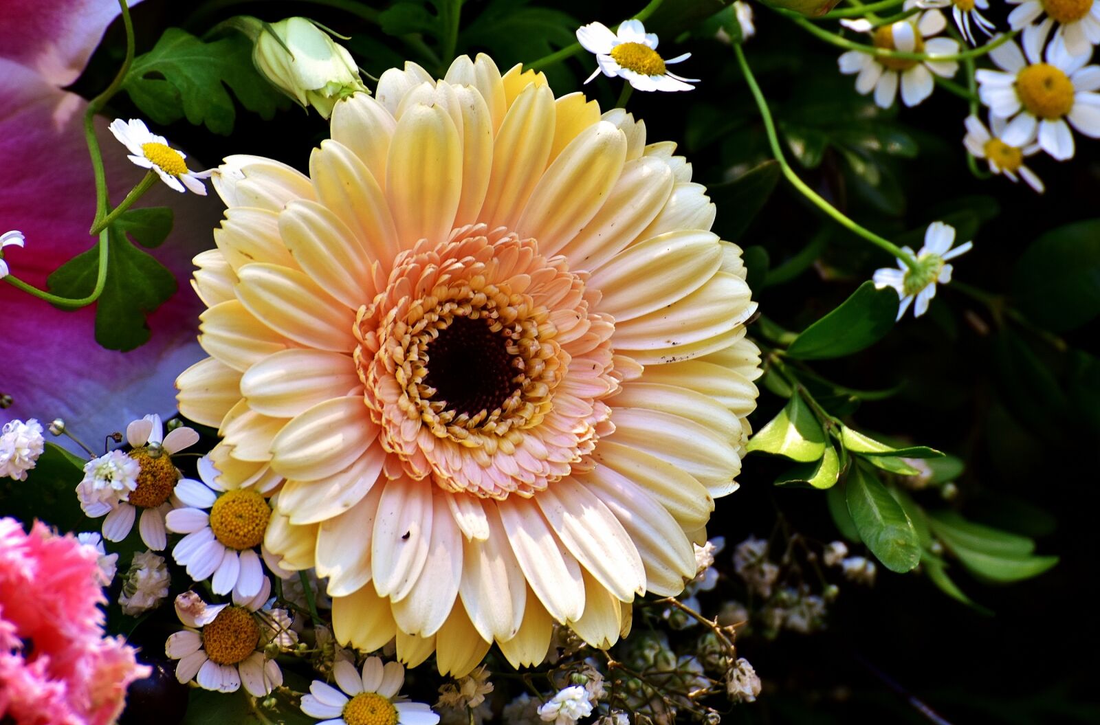 Nikon D7200 sample photo. Flowers, spring, nature photography