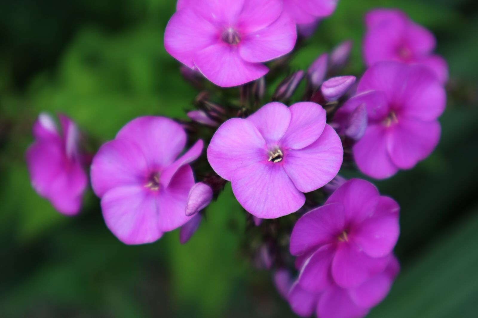 Canon EOS M3 sample photo. Flowers, blossom, bloom photography