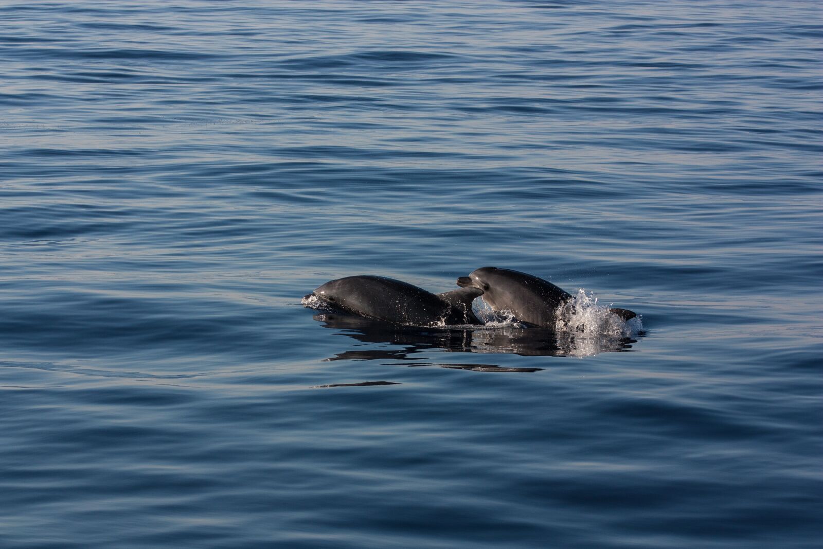 Canon EOS 450D (EOS Rebel XSi / EOS Kiss X2) sample photo. Animals, dolphin, dolphins photography