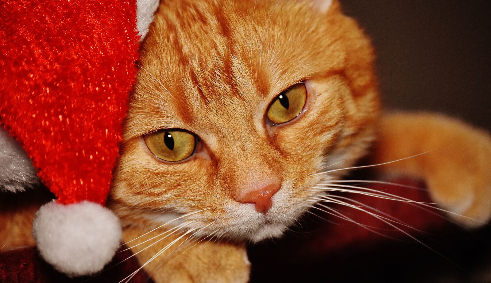 Nikon D7200 sample photo. Cat, red, christmas photography