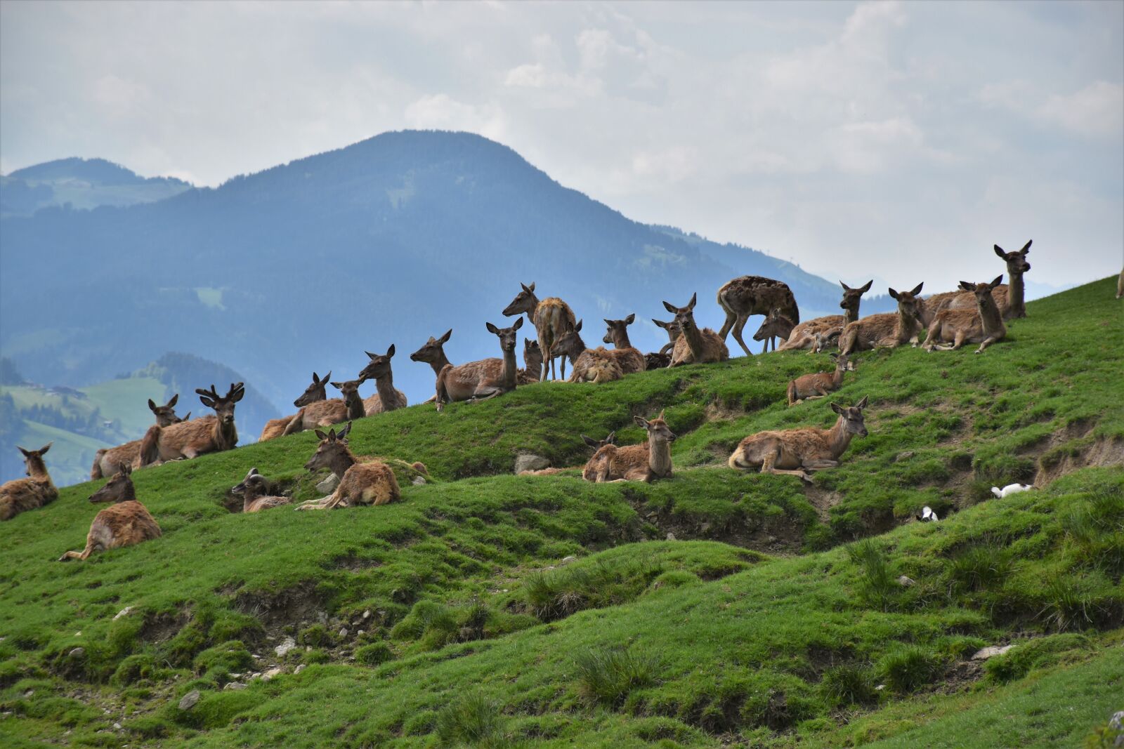 Nikon D5600 sample photo. Wild, kitzbuehel, alpine photography