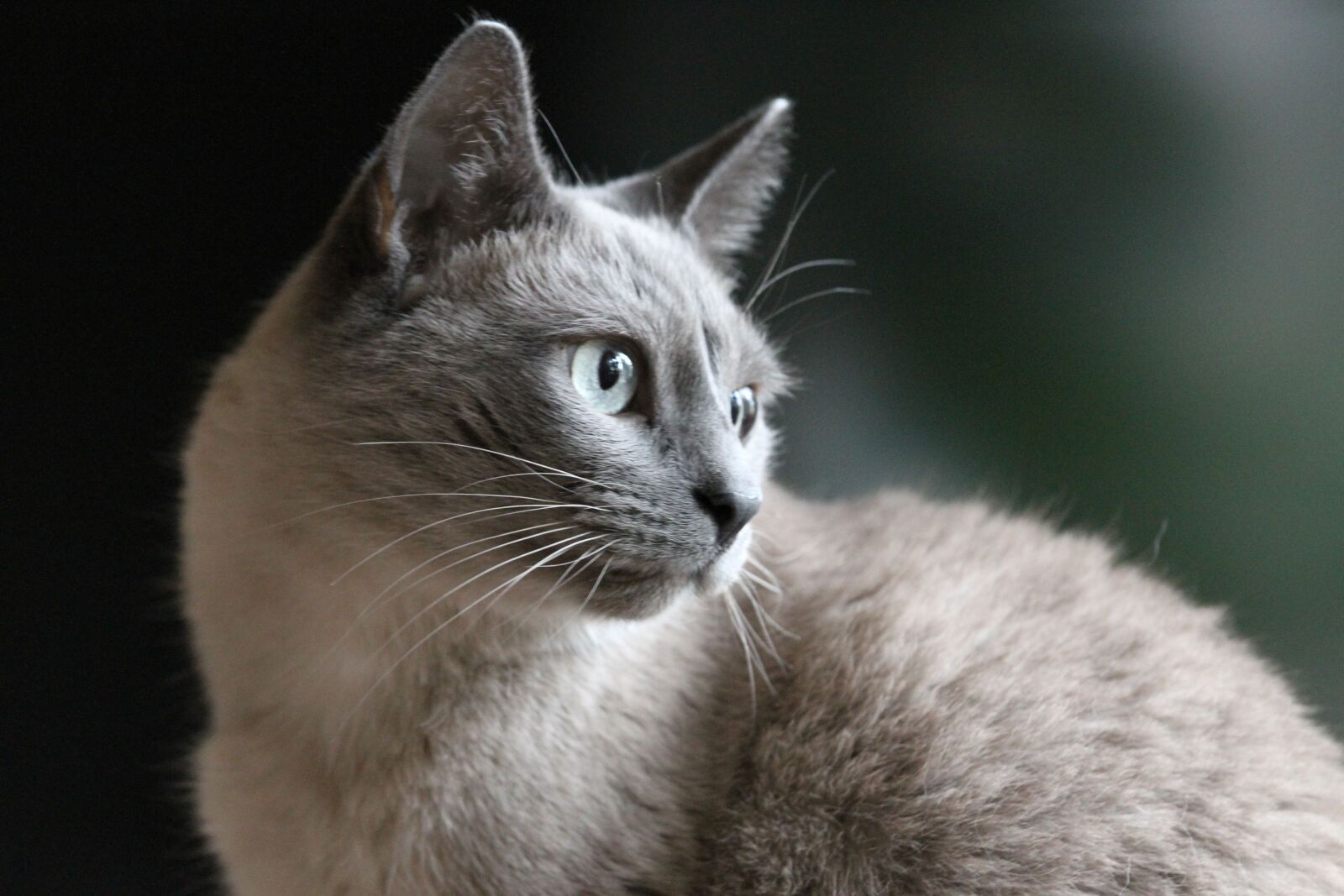 Canon EOS 7D + Canon EF 70-200mm F4L IS USM sample photo. Cat portrait, siam, cat photography
