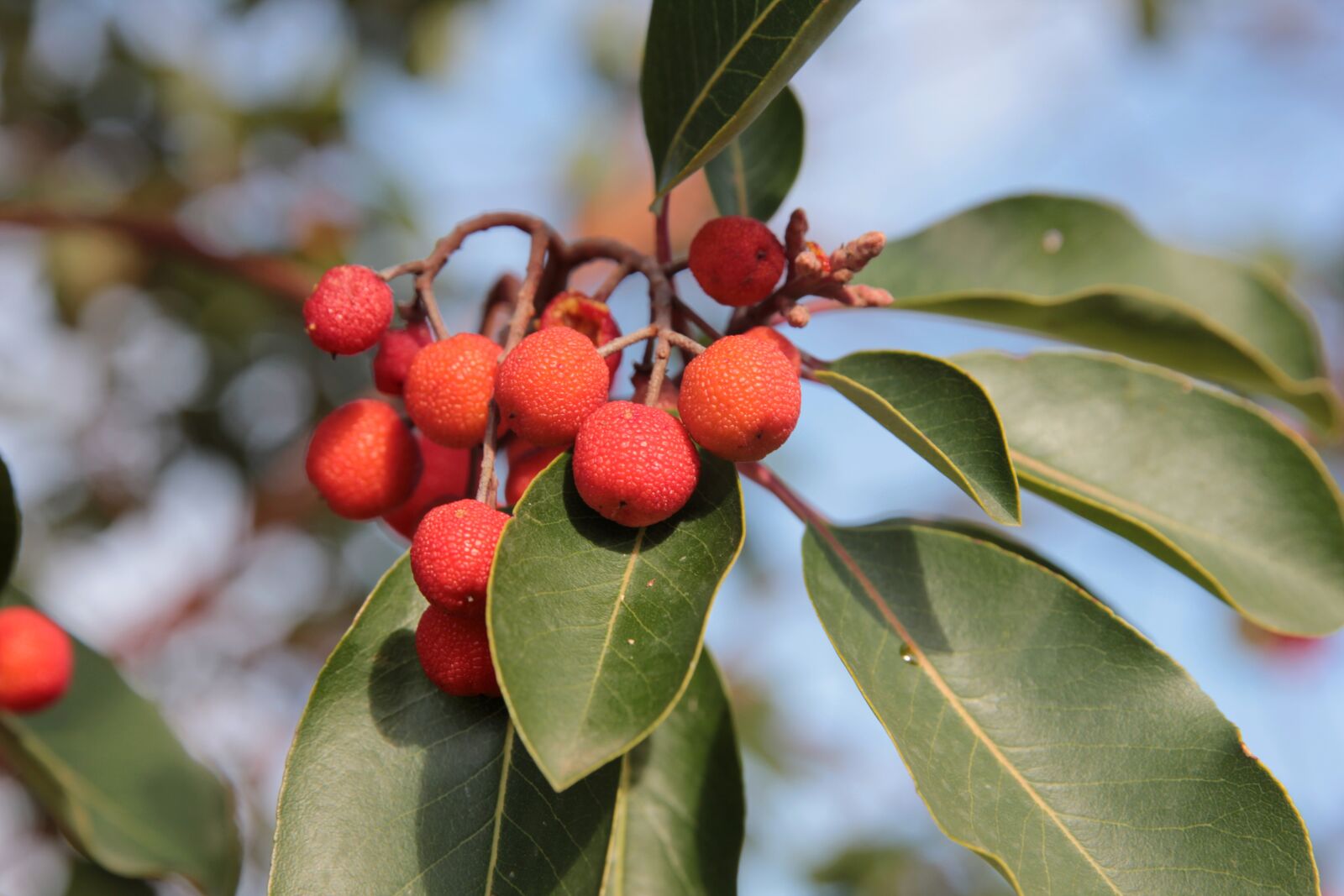 Canon EOS 550D (EOS Rebel T2i / EOS Kiss X4) sample photo. Wild fruits, forest fruit photography