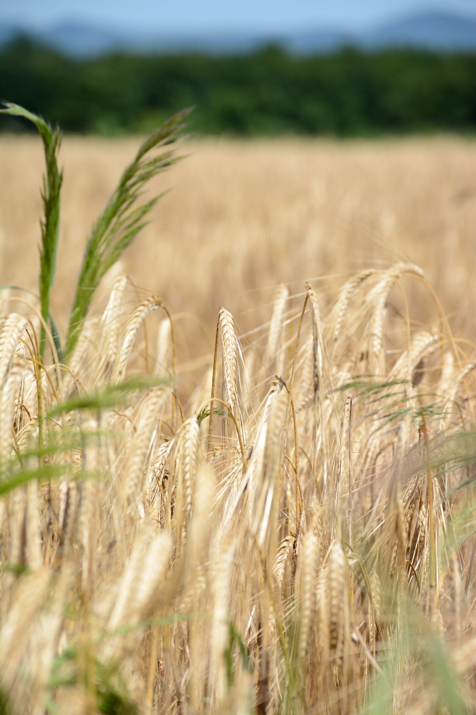 Nikon D7100 sample photo. Grain, wheat, food photography