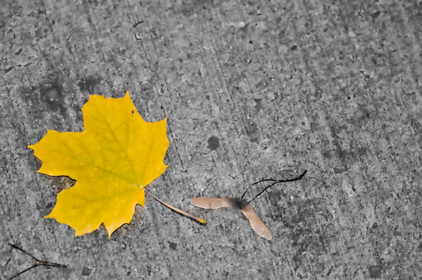 Nikon D7500 sample photo. Leaf, leaves, nature photography