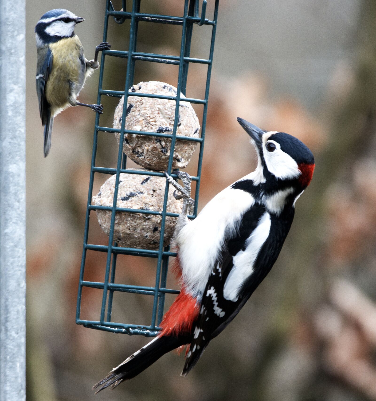 150-600mm F5-6.3 DG OS HSM | Contemporary 015 sample photo. Bird, animal world, nature photography