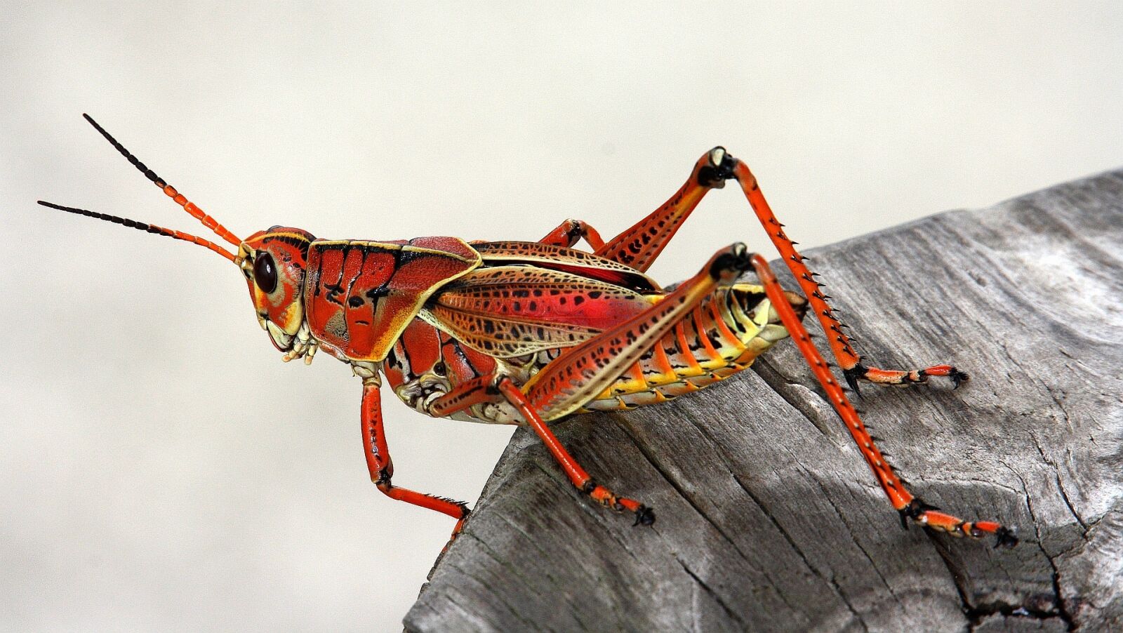 Canon EOS 1000D (EOS Digital Rebel XS / EOS Kiss F) sample photo. Grasshopper, insect, red photography