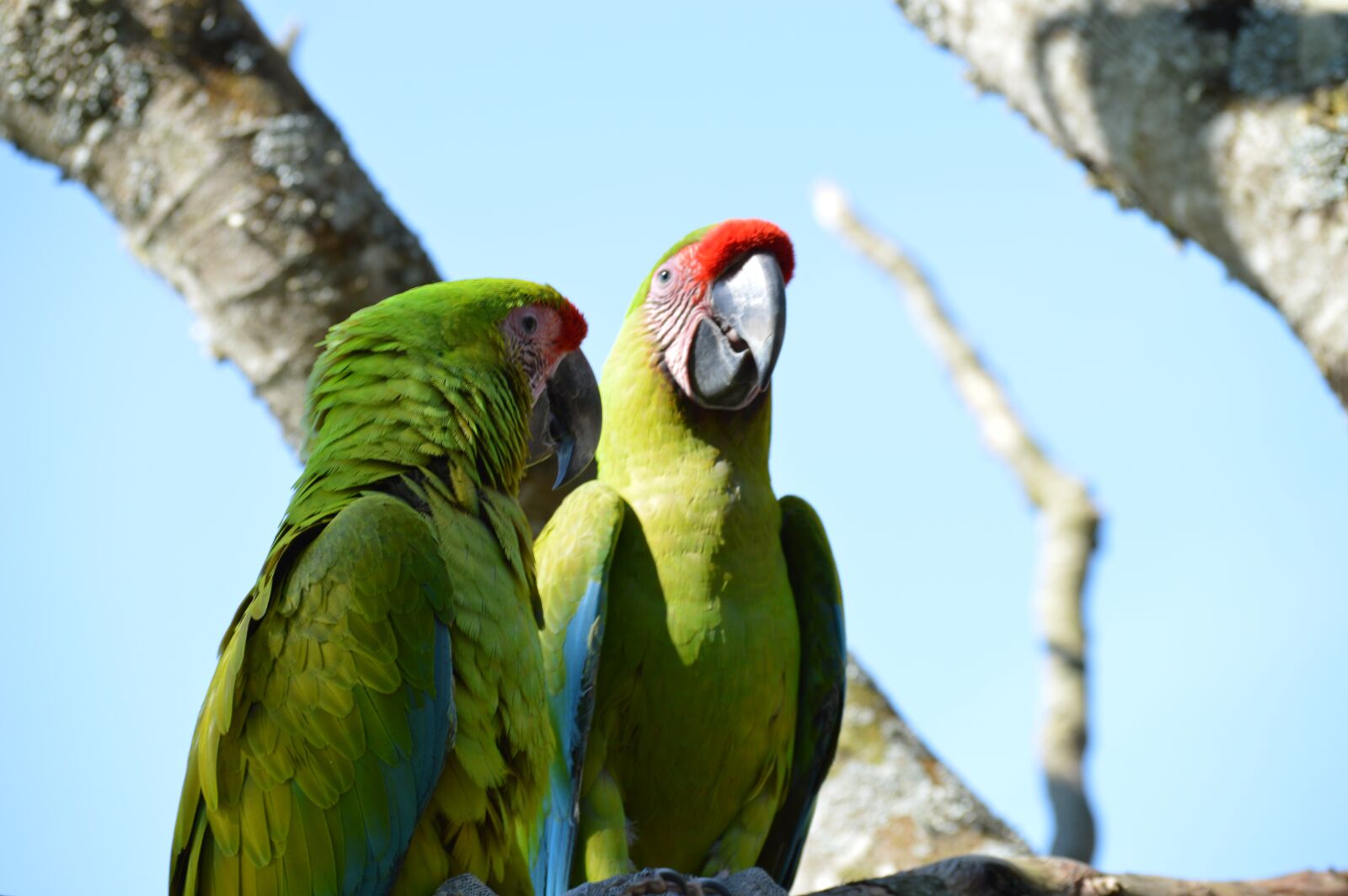 Nikon D3200 sample photo. Ara, parrot, bird photography