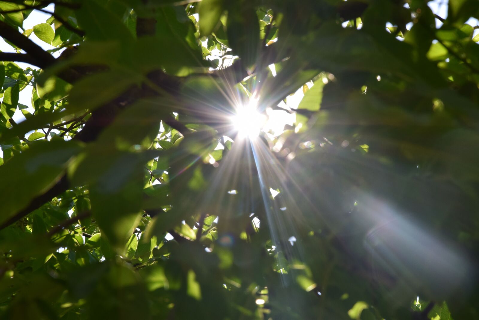 Nikon D5300 sample photo. Nature, the sun, green photography
