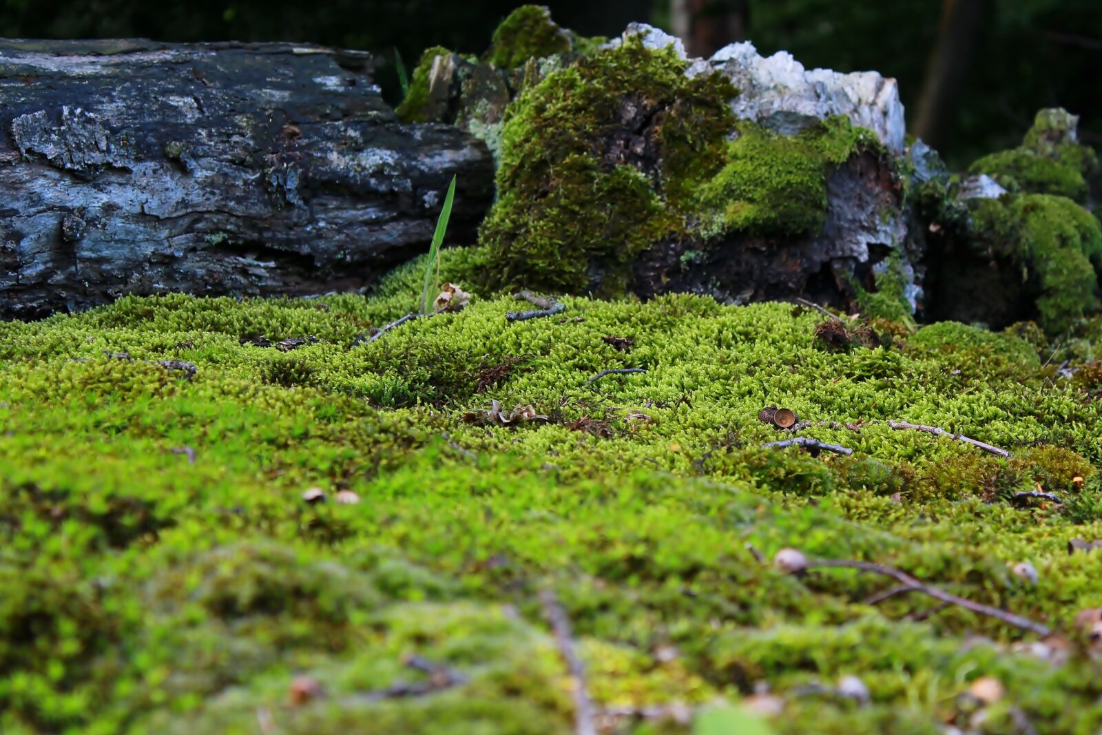 Canon EOS 1200D (EOS Rebel T5 / EOS Kiss X70 / EOS Hi) sample photo. Moss, mossy, ground photography