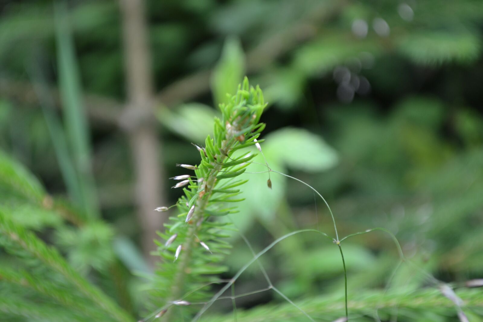 Nikon D3100 sample photo. Needles, tree, conifer photography