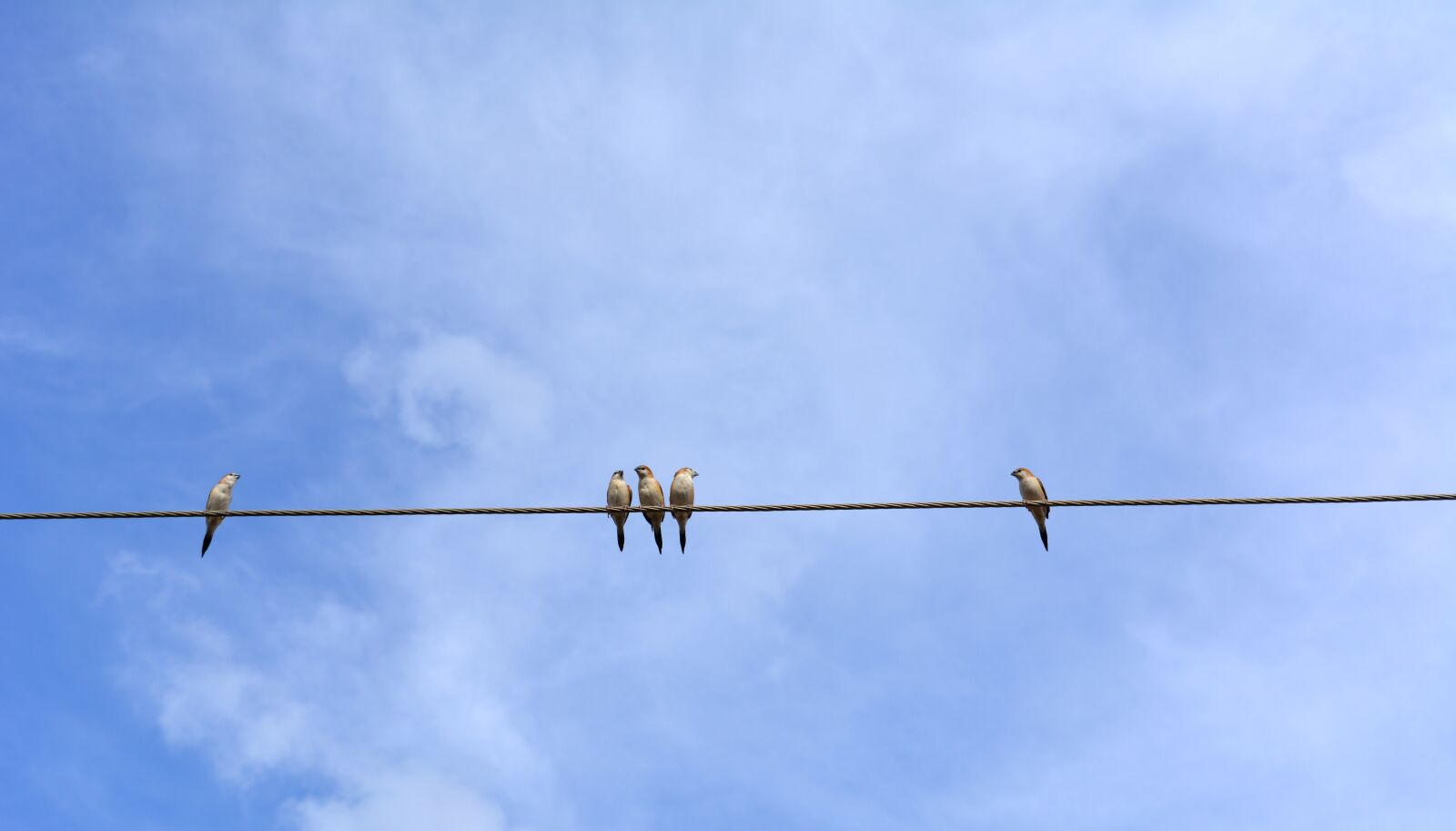 Nikon D5200 sample photo. Birds, freedom, wildlife photography
