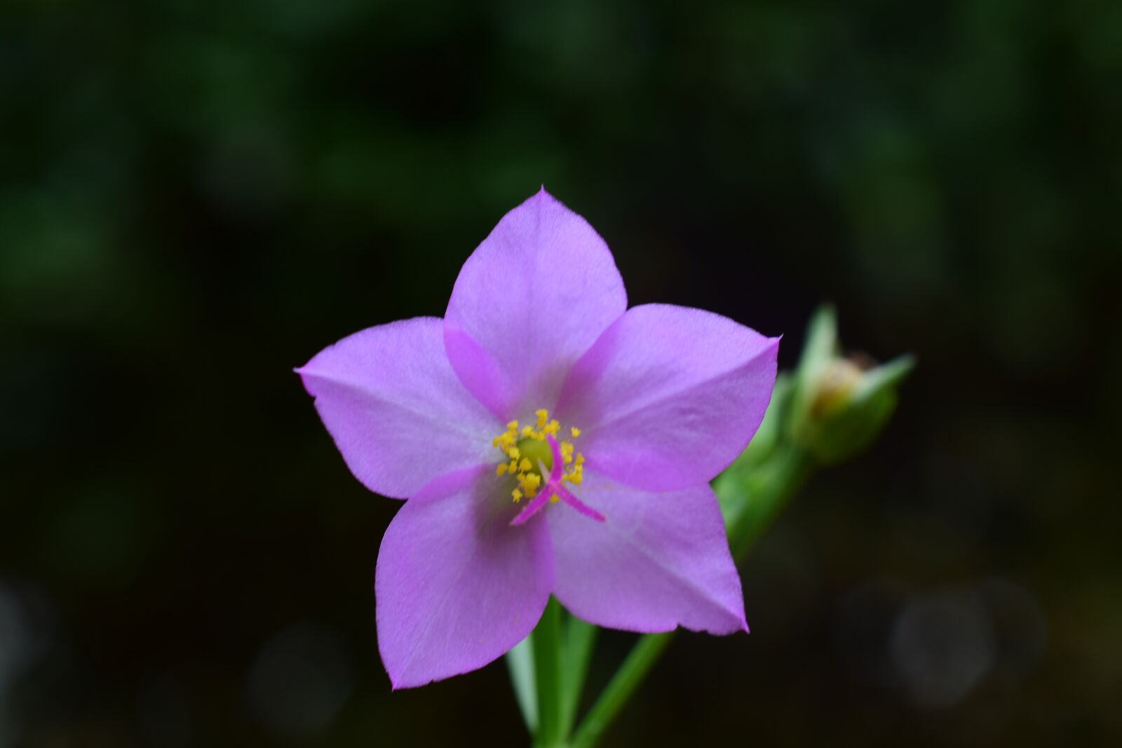 Nikon D5300 sample photo. Flower, nature, garden photography