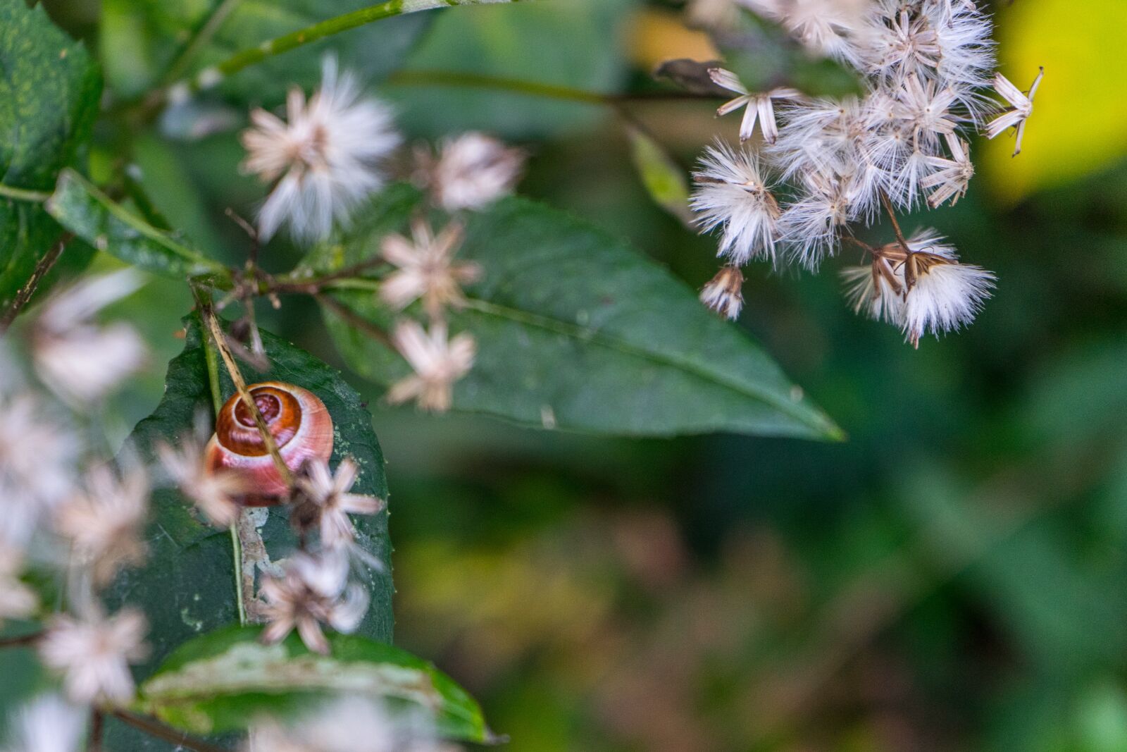 Sony a7 II + Sony FE 28-70mm F3.5-5.6 OSS sample photo. Snail, autumn, leaf photography