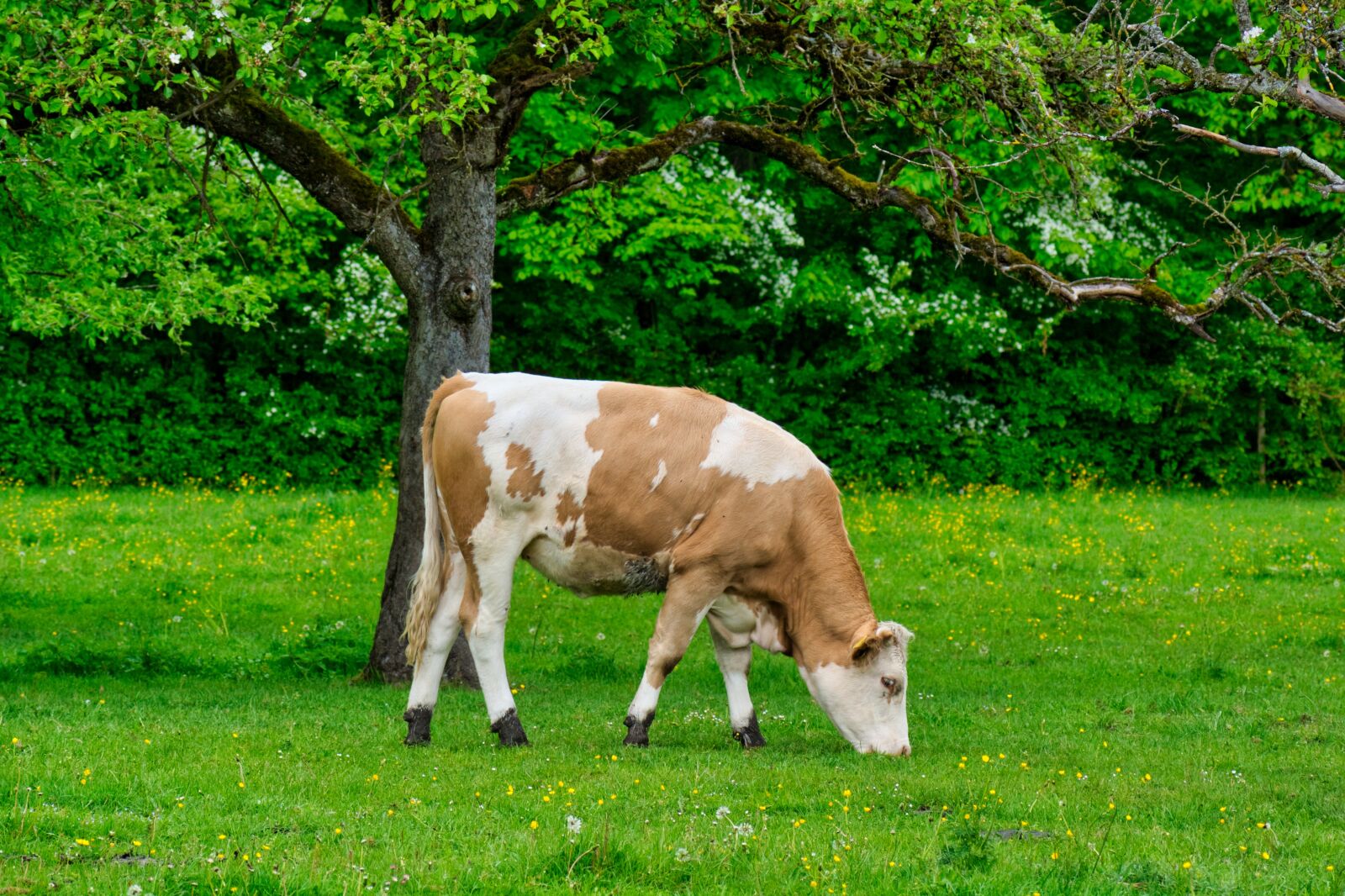 Nikon D7100 sample photo. Beef, young, animal photography