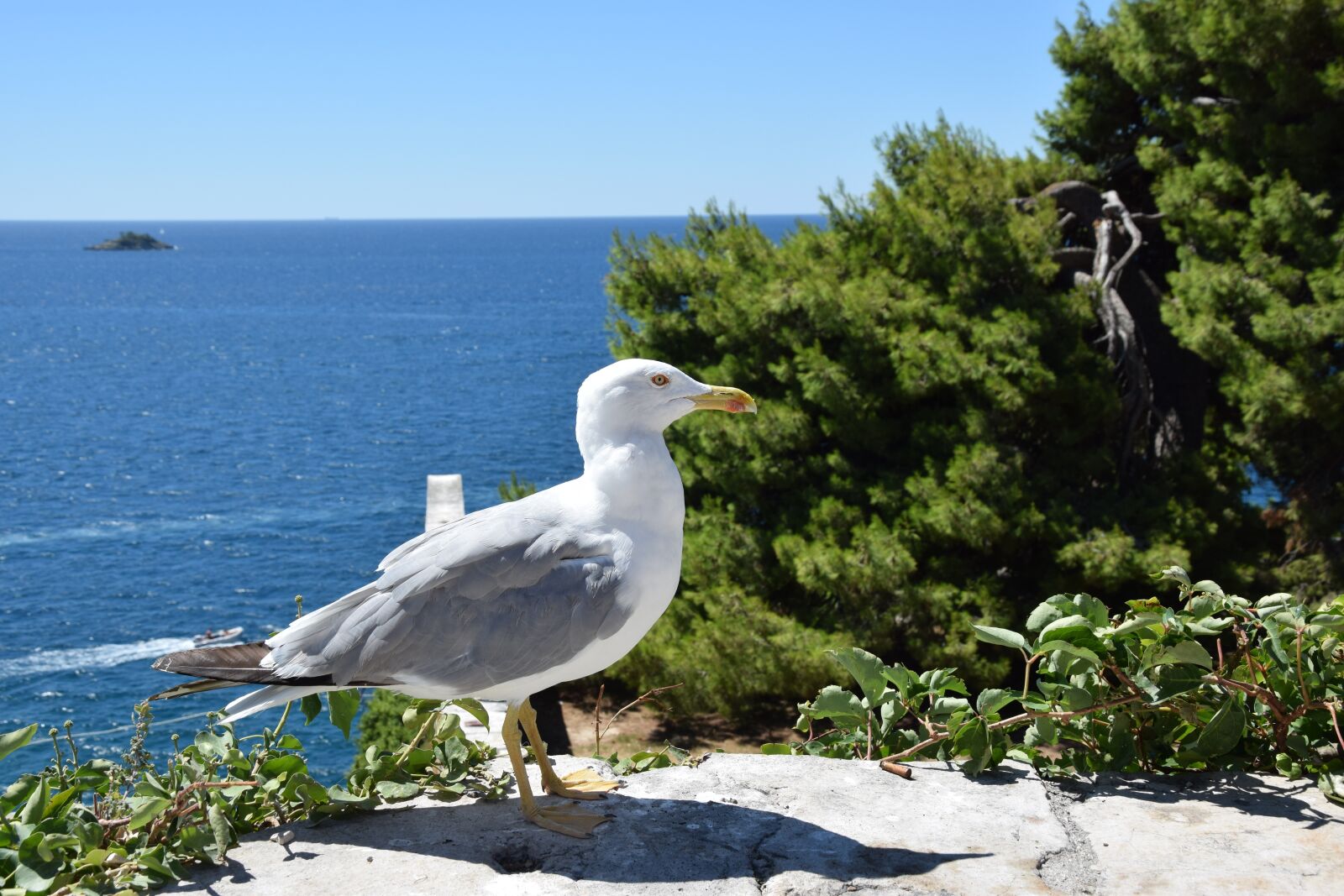 Nikon D5300 sample photo. Seagull, sea, water photography