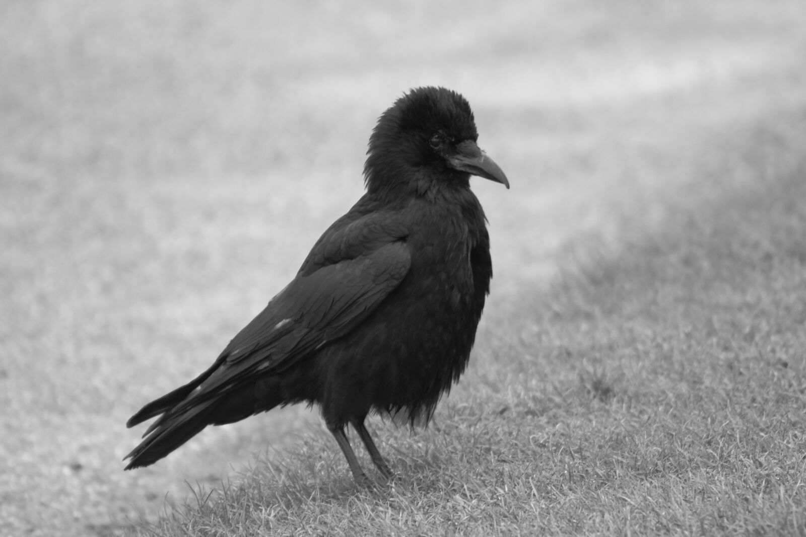 Canon EF 75-300mm f/4-5.6 sample photo. Black, and, white, bird photography