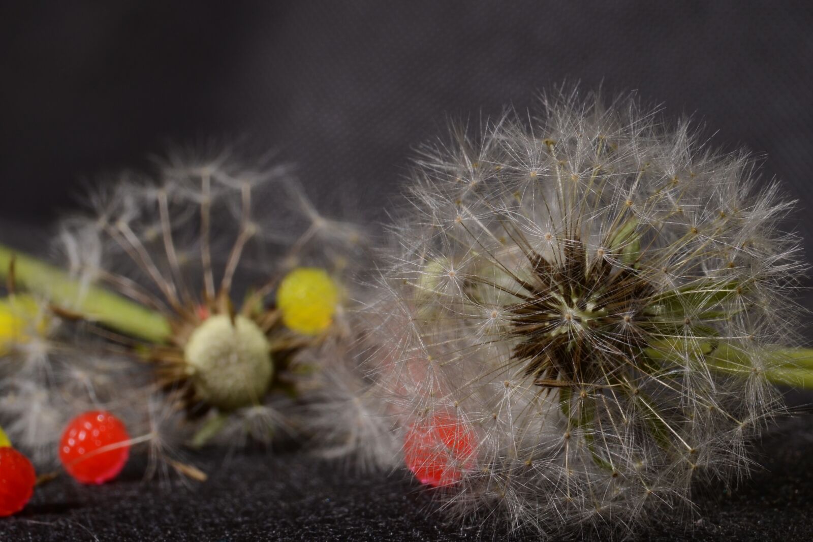 Nikon D7000 sample photo. Dandelions, flowers, still life photography