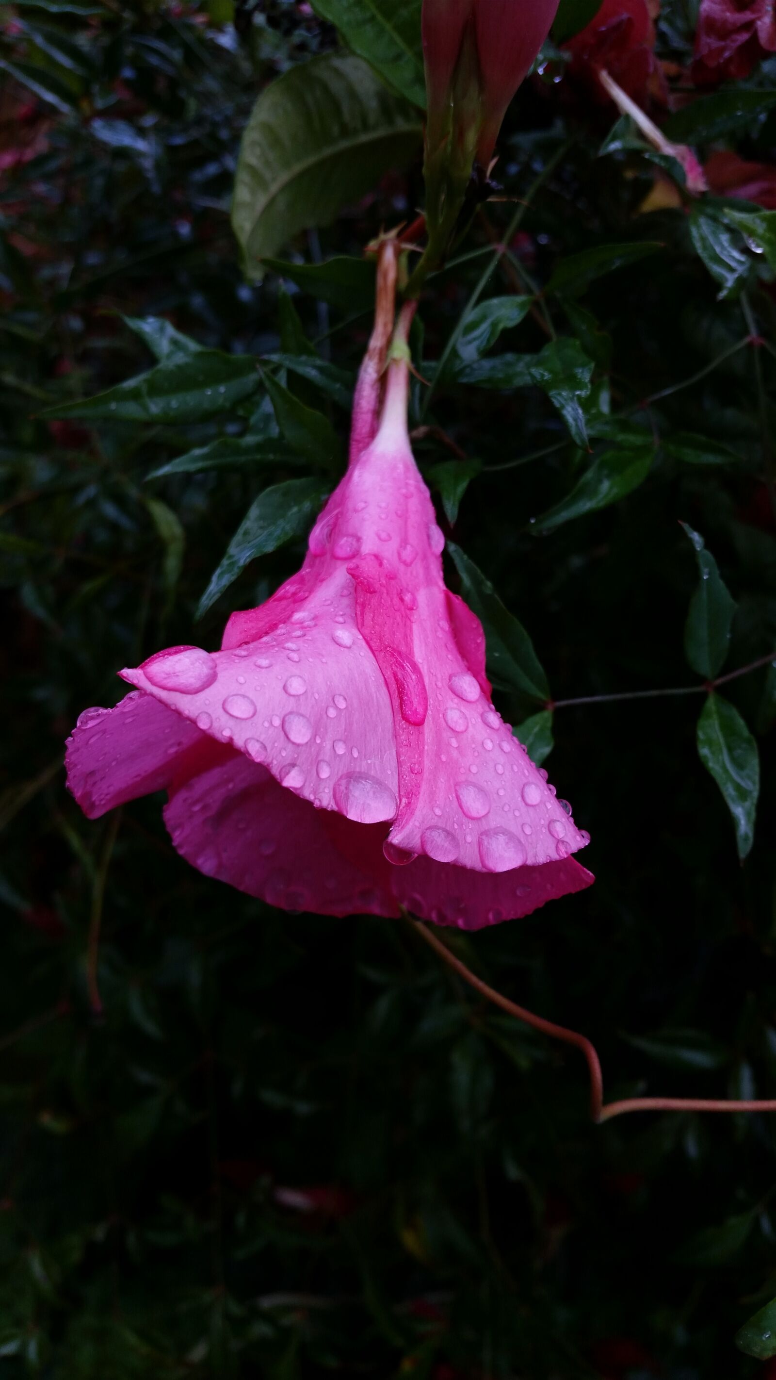 Samsung Galaxy S5 sample photo. Flower, dewdrops, hanging flower photography