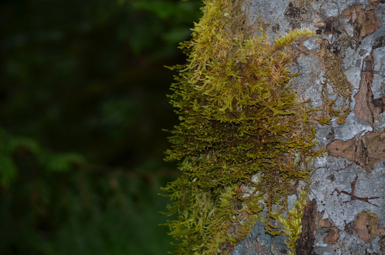 Nikon D5100 sample photo. Tree, forest, nature photography