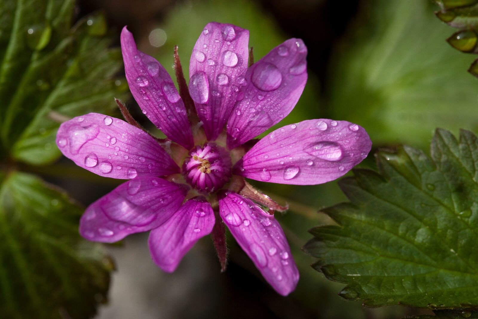 Canon EOS 5D Mark II sample photo. Nagoonberry, flower, bloom photography