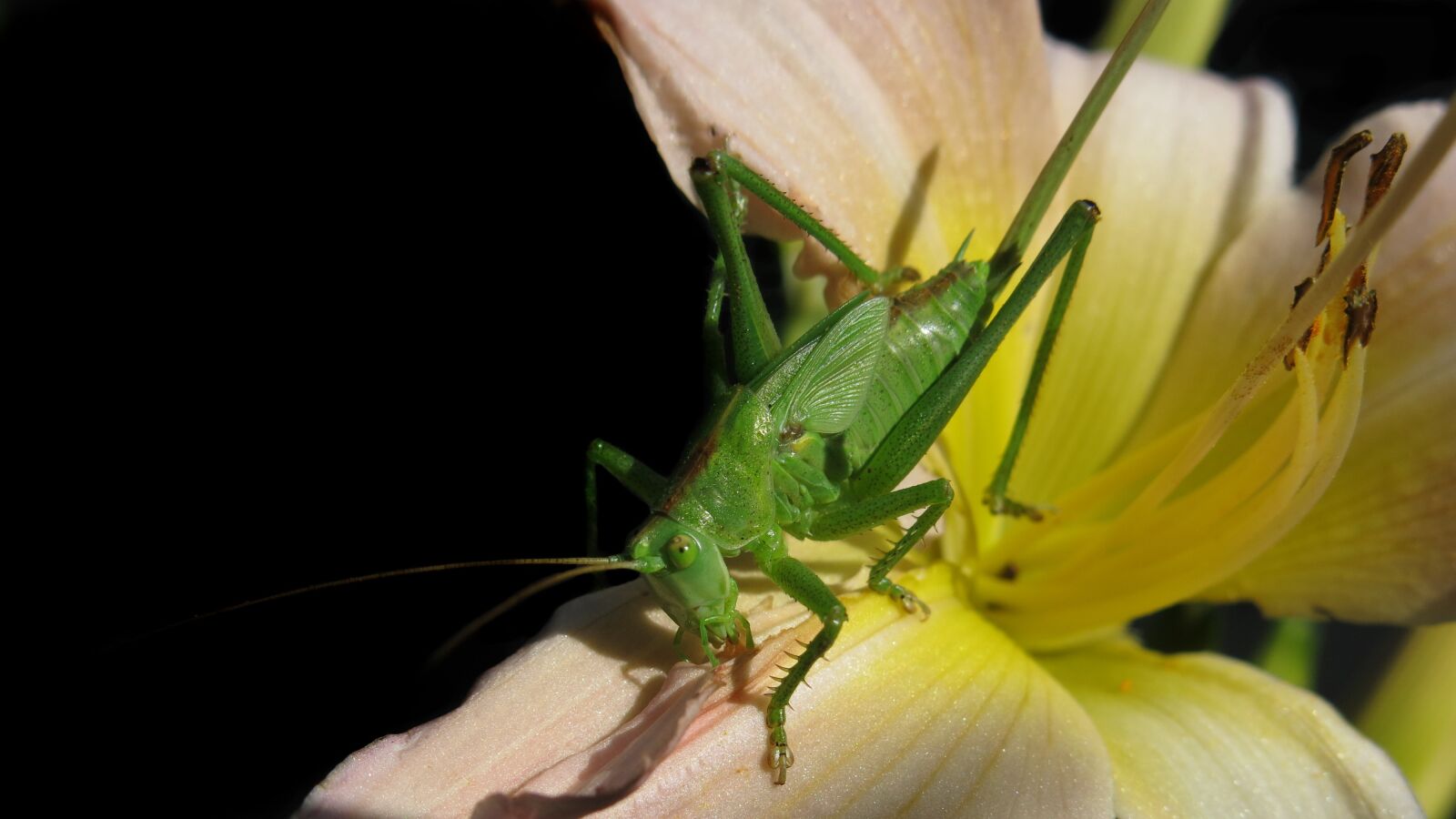 Canon PowerShot G15 sample photo. Tettigonia viridissima, tettigoniidae, female photography