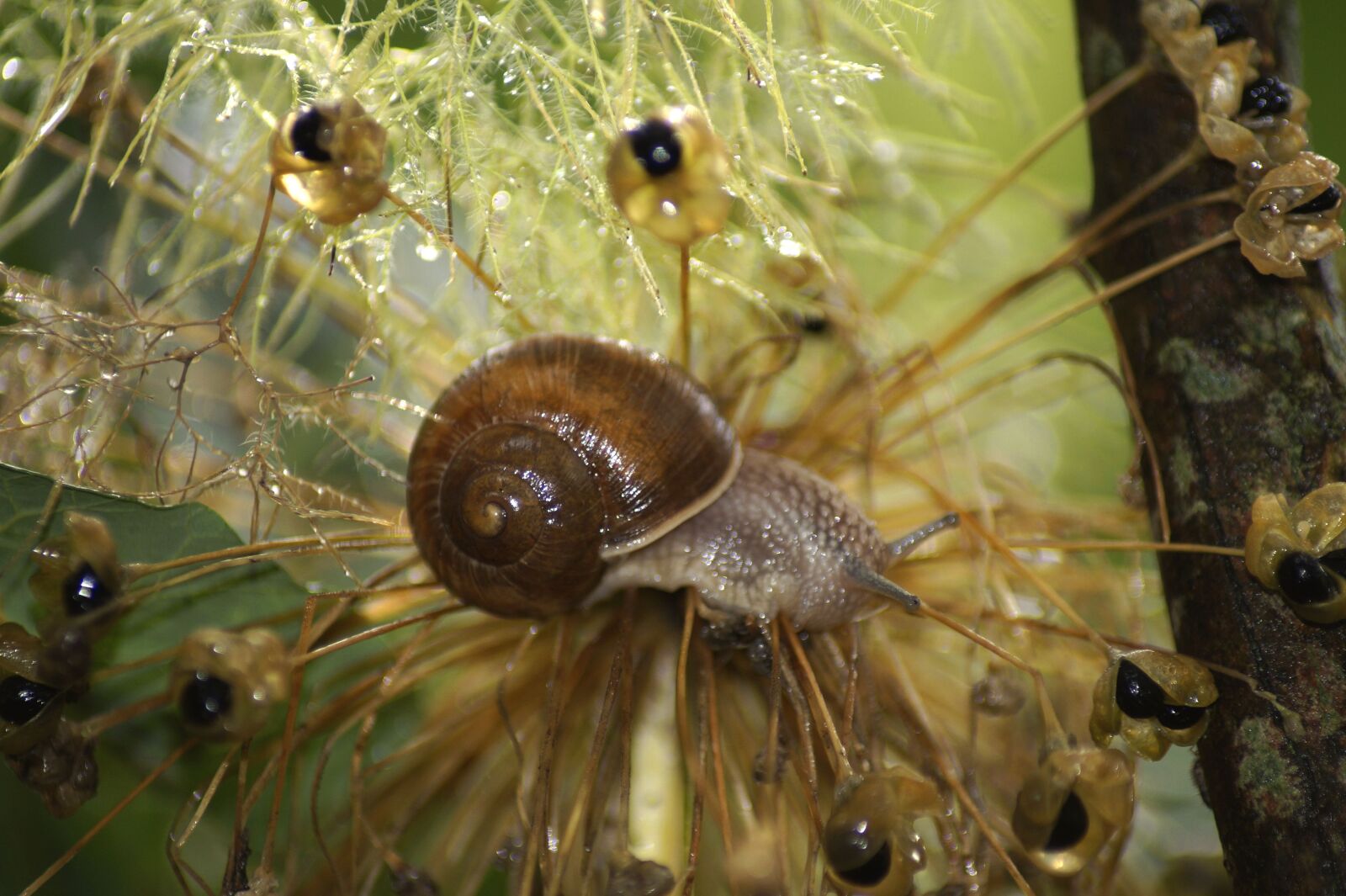 Sony SLT-A58 sample photo. Garden snail, snail, shell photography