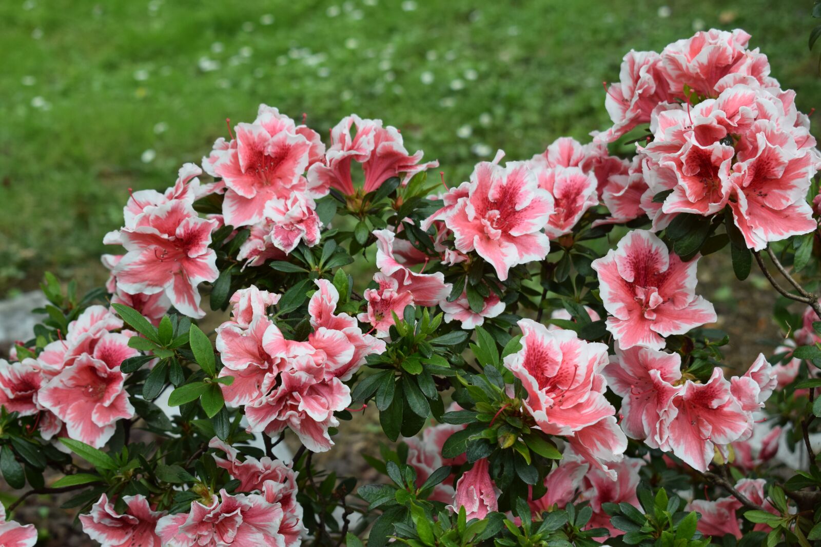 Nikon D3300 sample photo. Spring, flowers, nature photography