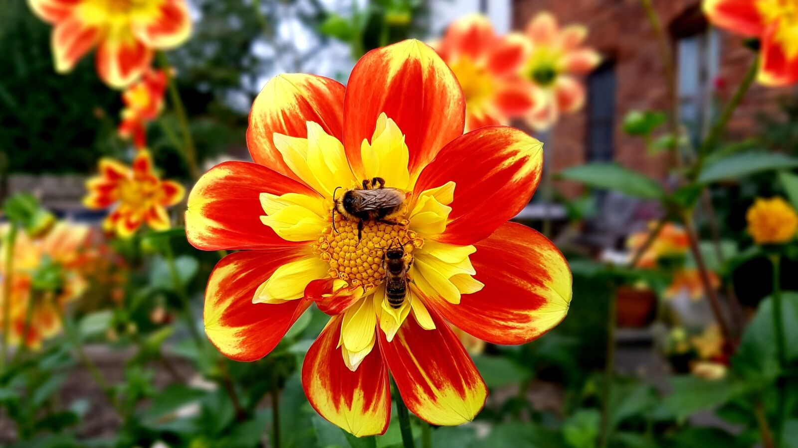 Samsung Galaxy S7 Edge sample photo. Dahlias, flower, bee photography