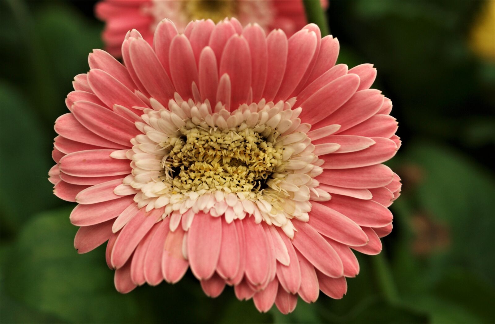 Olympus E-520 (EVOLT E-520) sample photo. Flower, nature, flora photography
