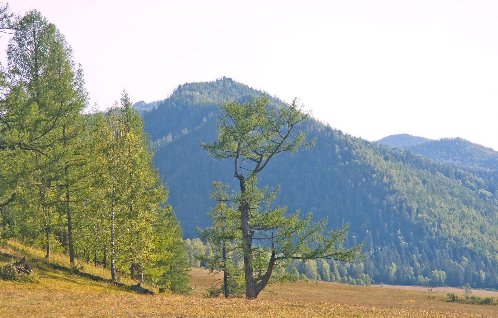 Sony Alpha DSLR-A850 sample photo. Nature, tree, landscape photography
