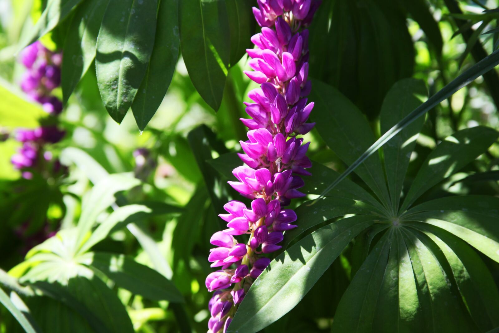 Canon EOS 5D Mark II sample photo. Summer flowers, purple flowers photography