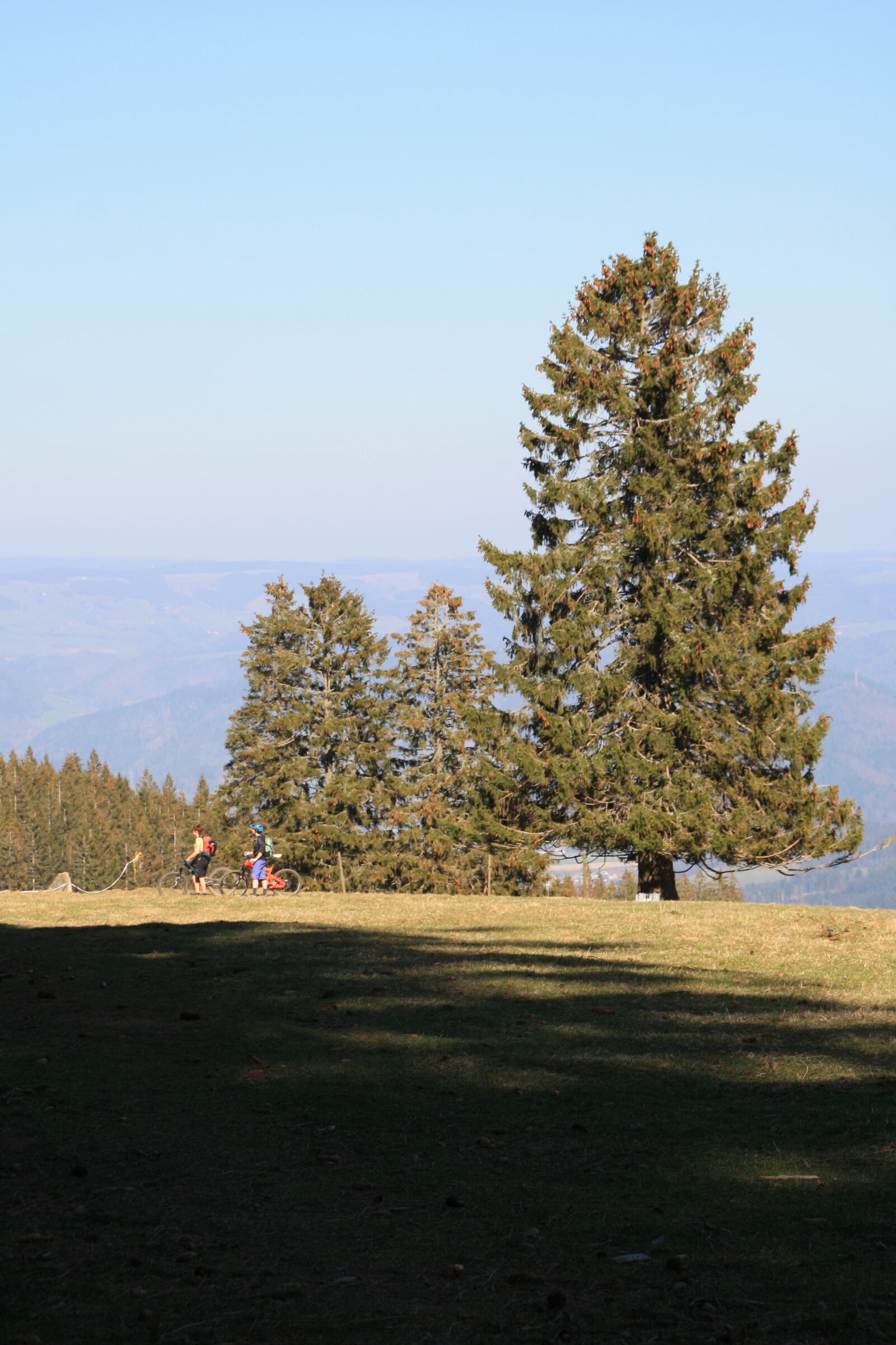 Canon EOS 1000D (EOS Digital Rebel XS / EOS Kiss F) sample photo. Tree, black forest, winter photography