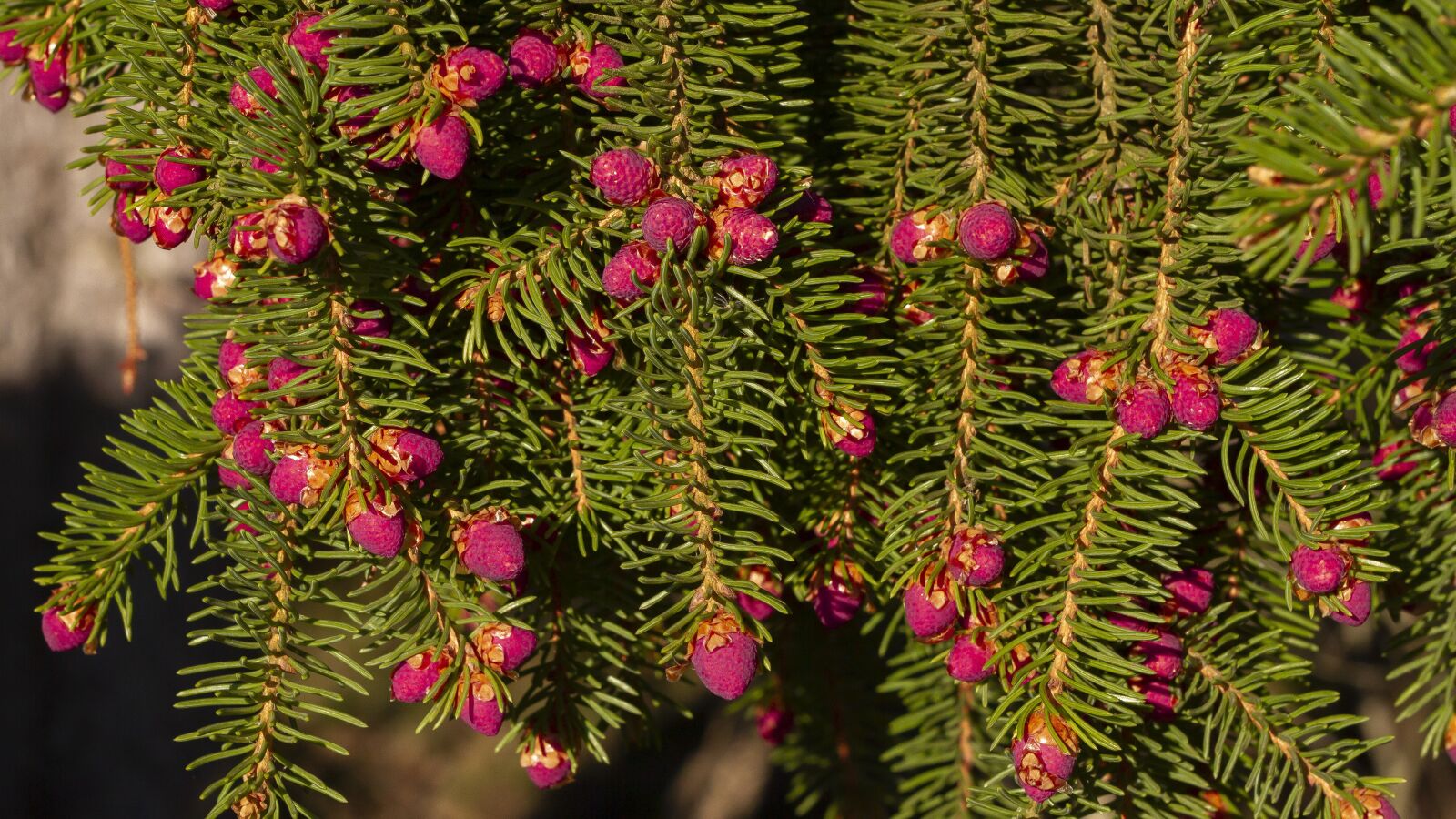 Canon EOS 7D sample photo. Six, conifer, needles photography