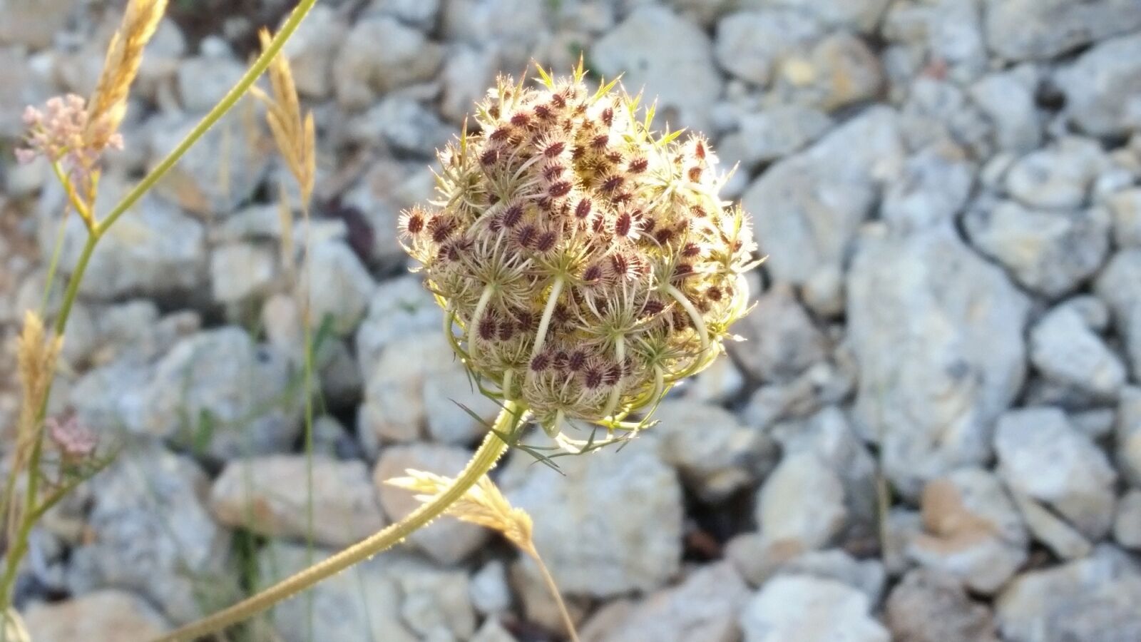 Samsung Galaxy S5 sample photo. Nature, plant, flower photography
