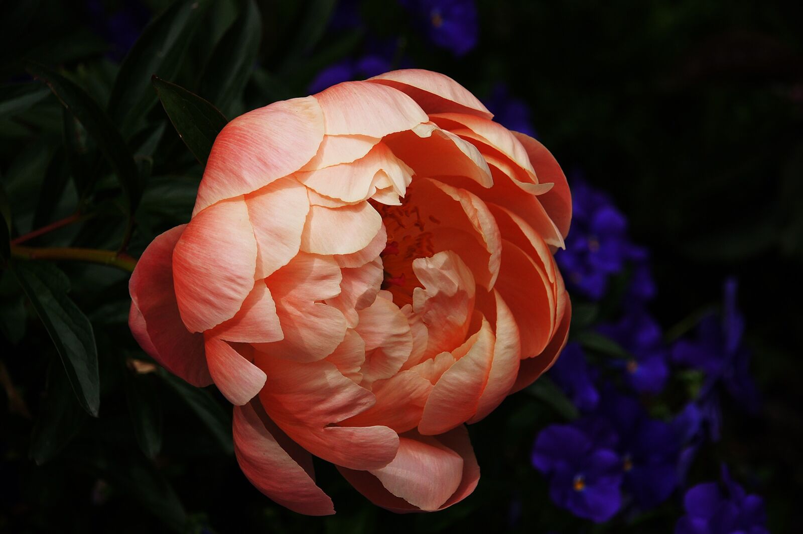 Sony Alpha DSLR-A580 + DT 18-270mm F3.5-6.3 sample photo. Peony, pink, flower photography