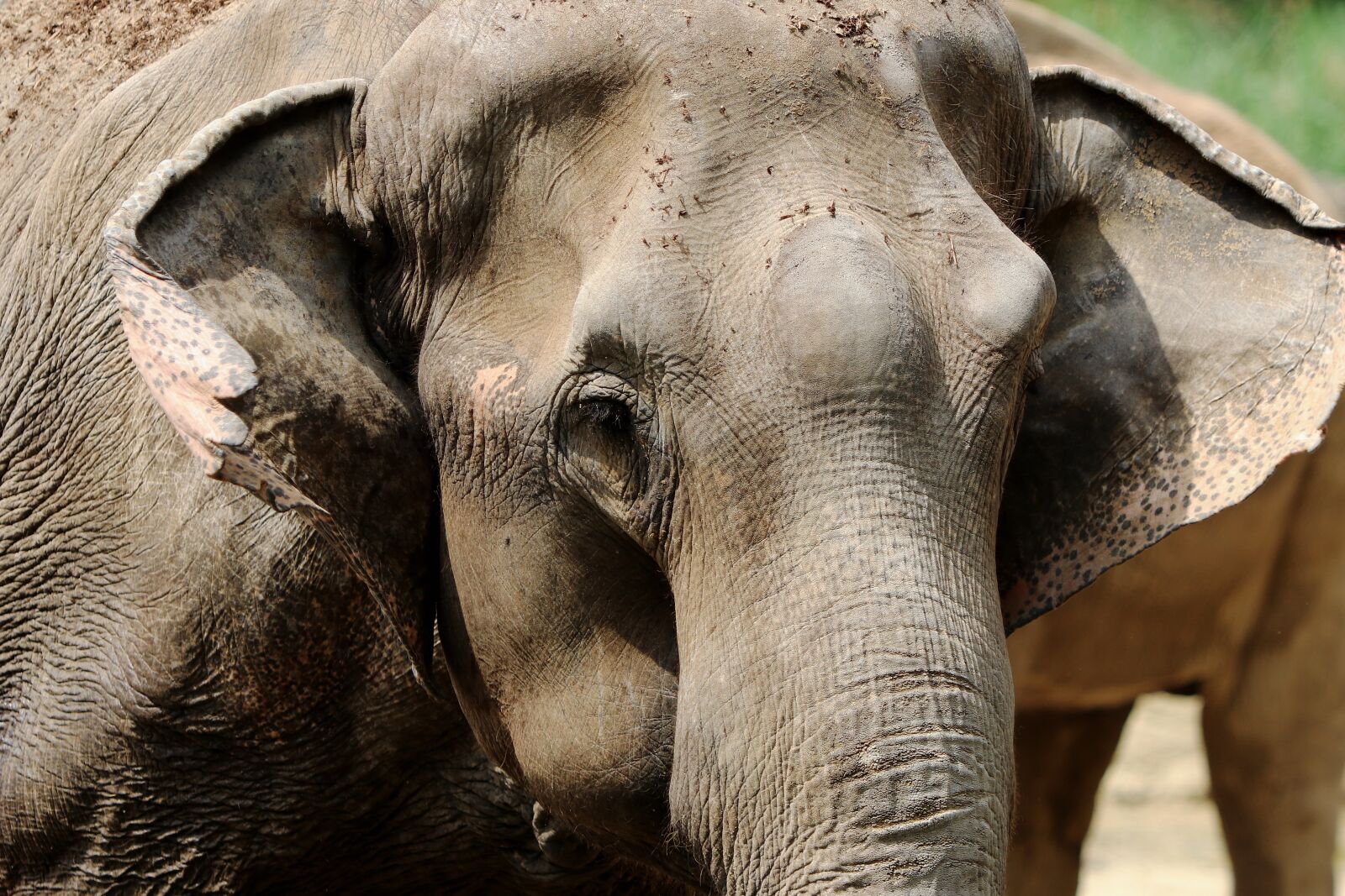 Canon EOS 80D sample photo. Elephant, african bush elephant photography