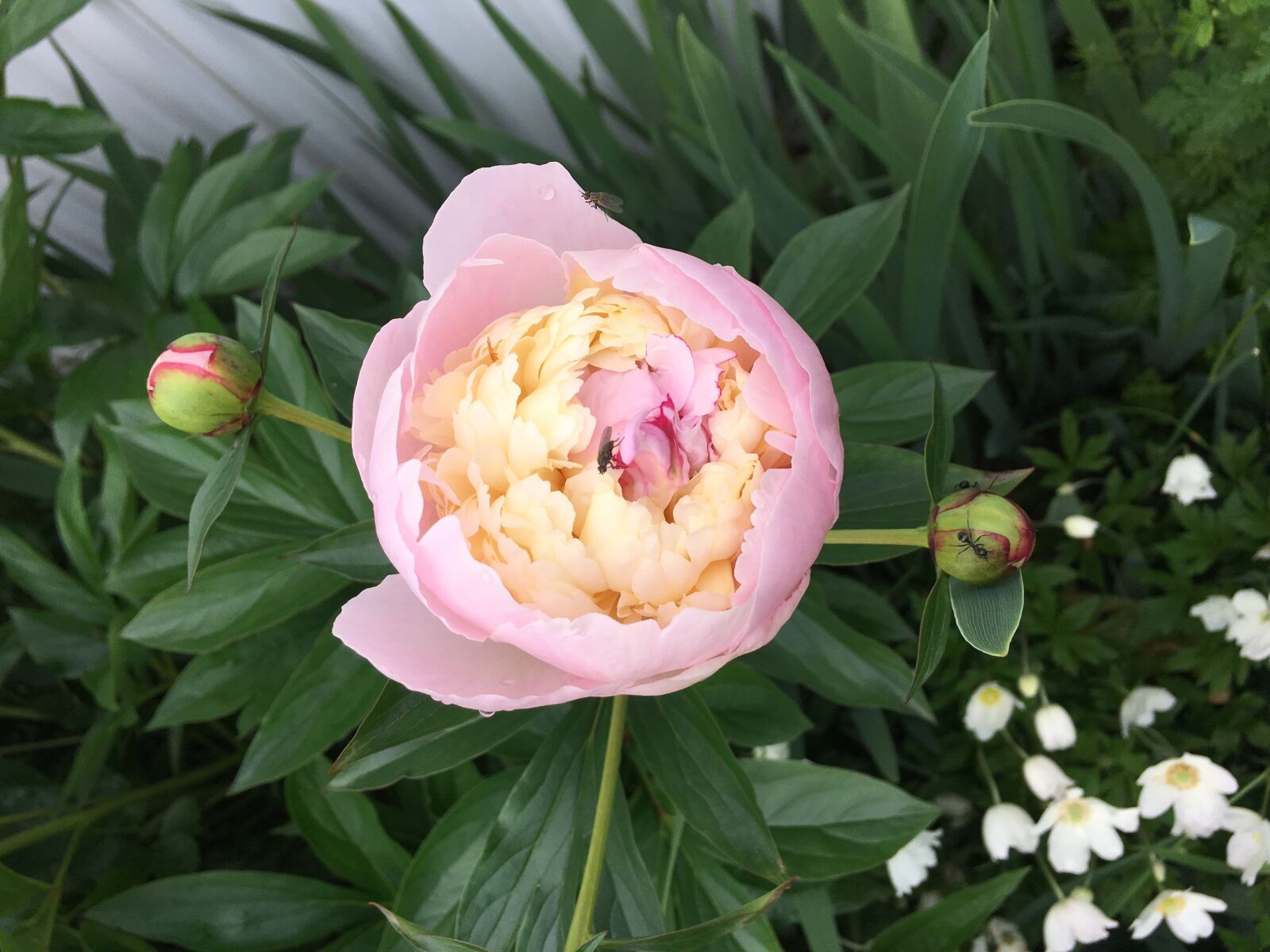 Apple iPhone 6s sample photo. Peony, flower, pink photography