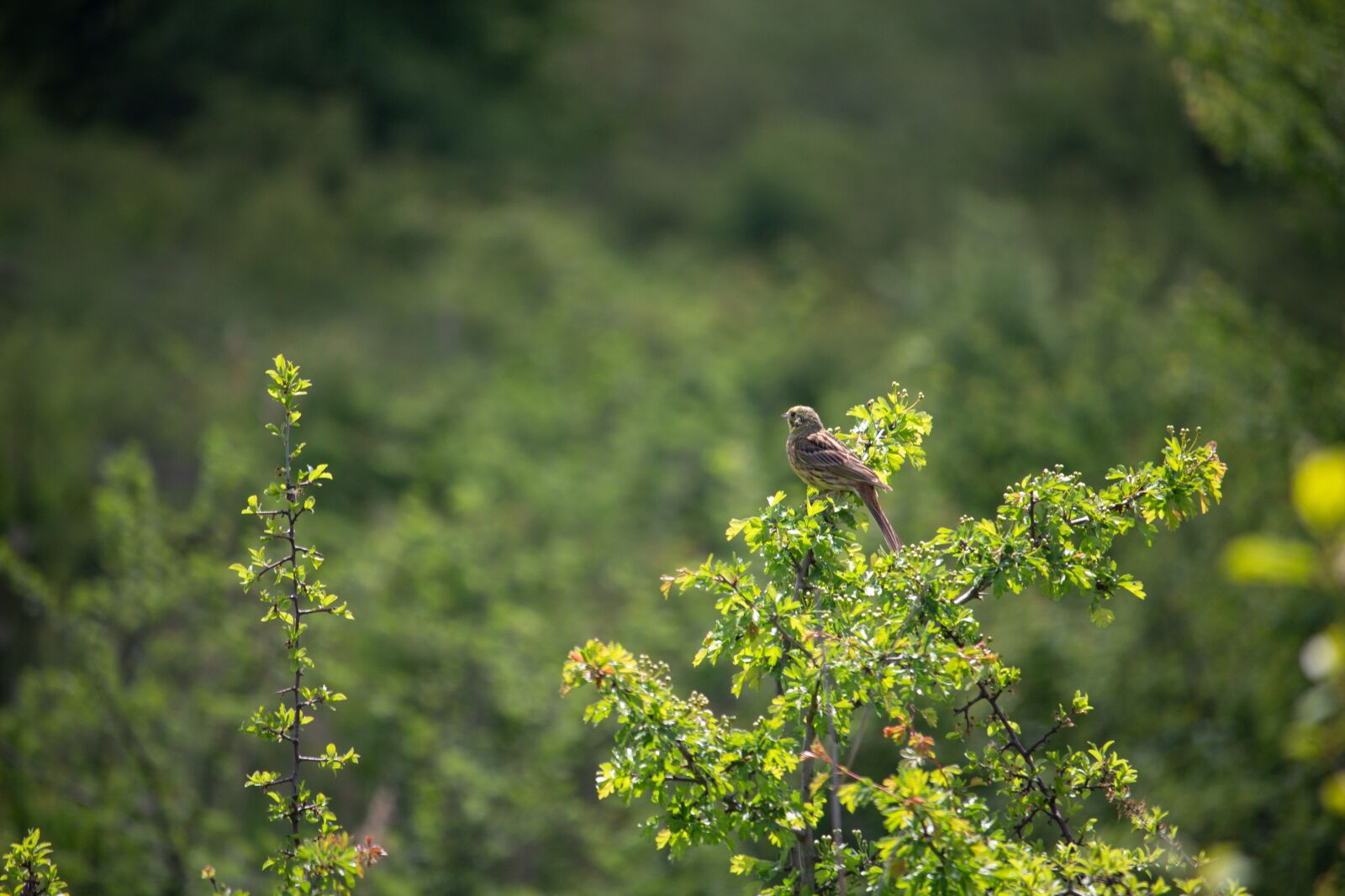 Canon EOS 100D (EOS Rebel SL1 / EOS Kiss X7) sample photo. Yellowhammer, songbird, nature photography