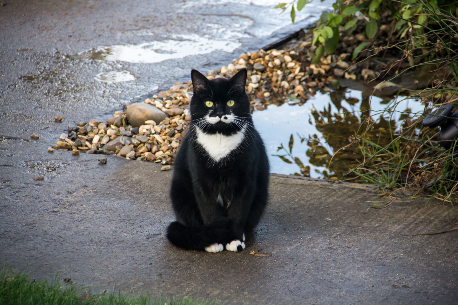 Canon EOS 60D sample photo. Cat, footpath, animal photography