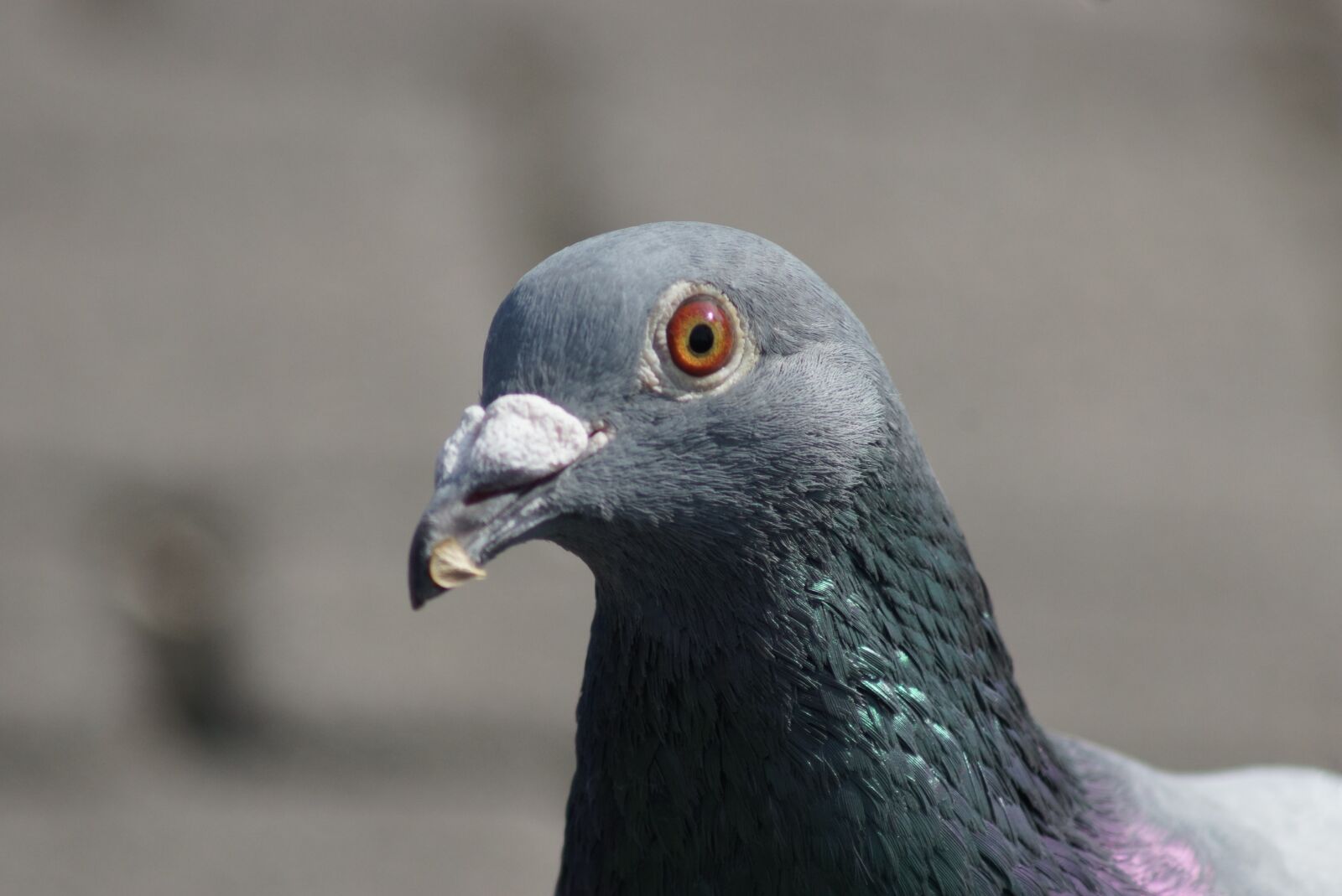 Sony SLT-A77 sample photo. Dove, trustful, grey photography