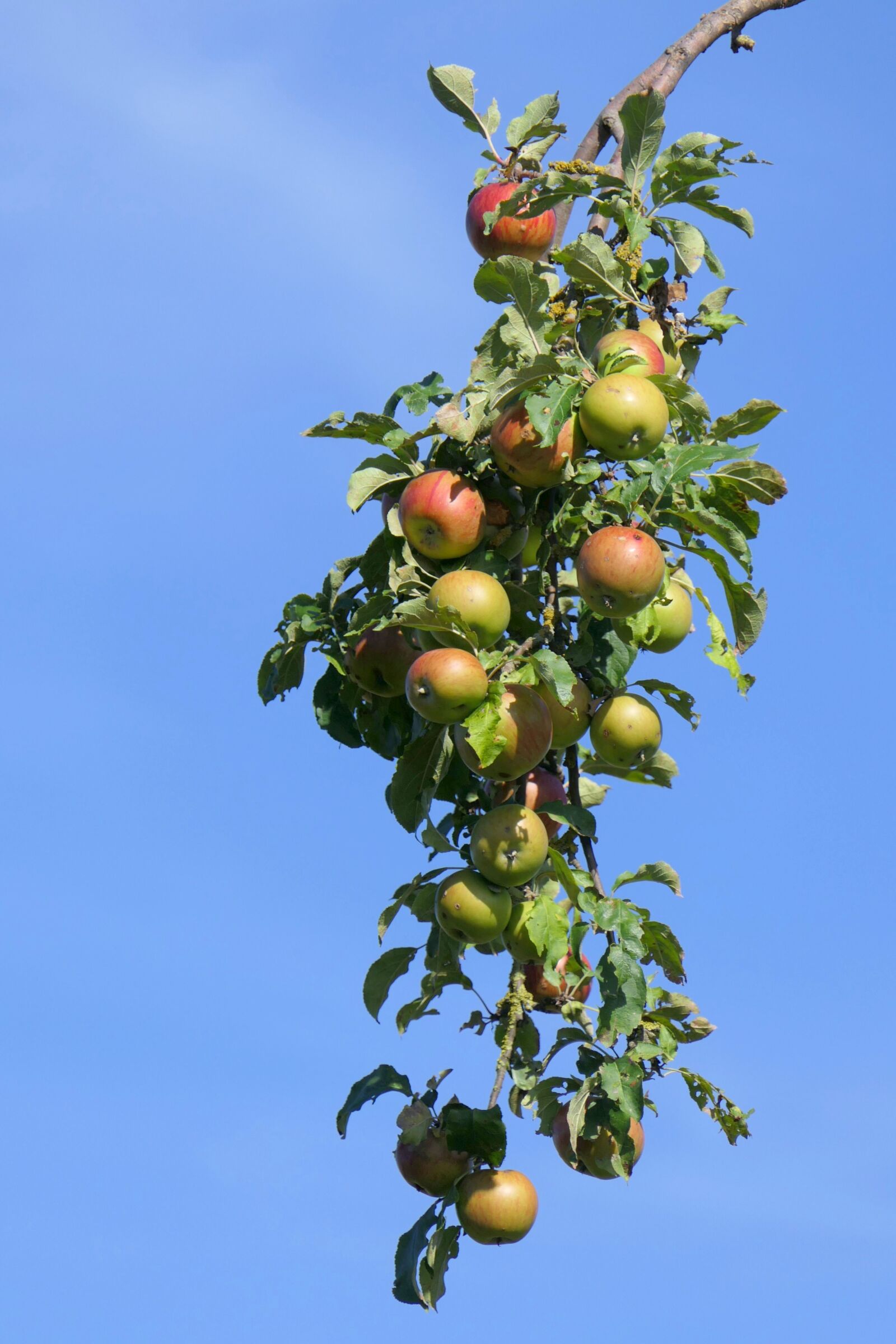 Panasonic Lumix DMC-FZ2500 (Lumix DMC-FZ2000) sample photo. Apple, branch, apple tree photography