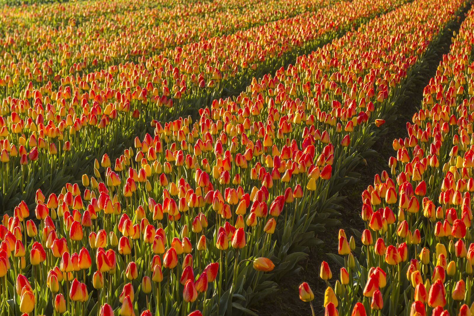 Canon EF 17-40mm F4L USM sample photo. Netherlands, flower, spring photography