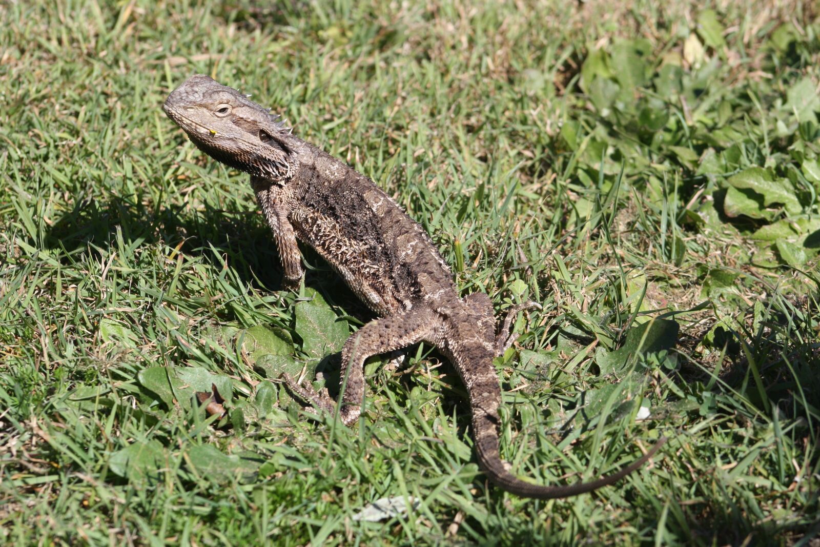 Canon EOS 1000D (EOS Digital Rebel XS / EOS Kiss F) sample photo. Water dragon, lizard, garden photography